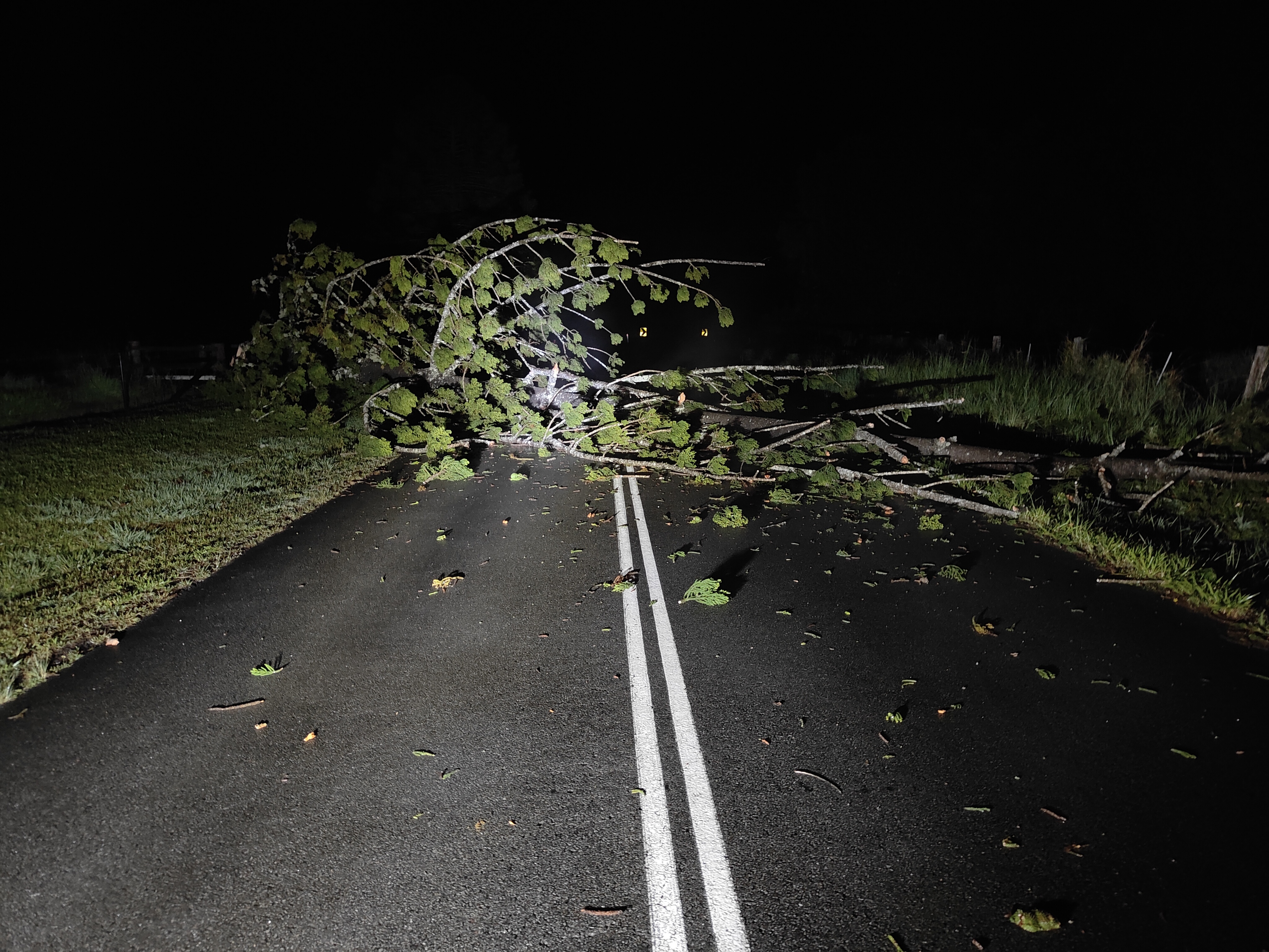 Clearing the Aftermath of a Storm: Fallen Tree Edition