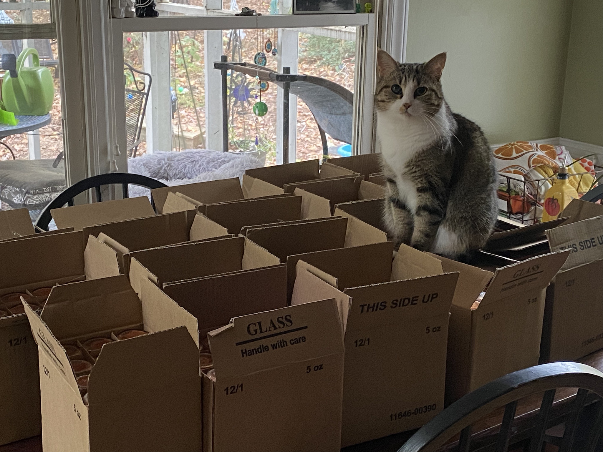 Overwhelmed by Choices: Too Many Boxes!