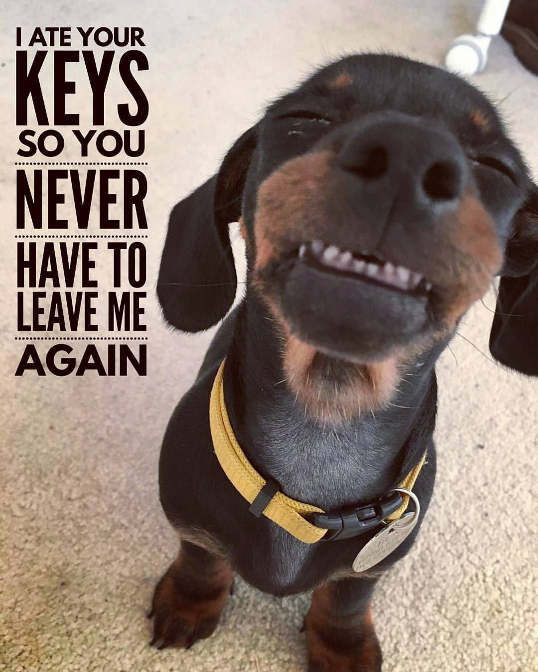 Having a Blast with Dogs: Pure Joy