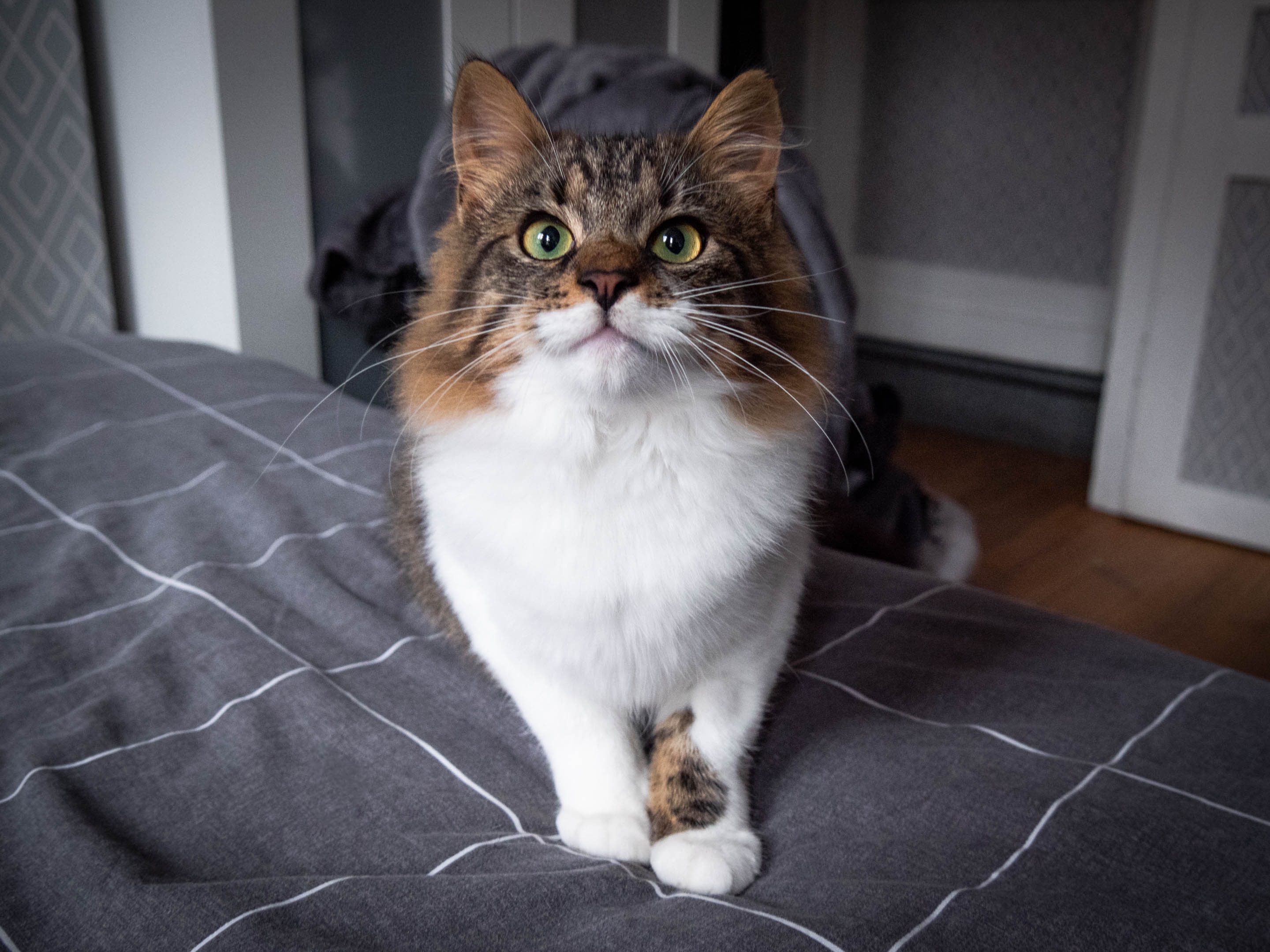 Behold My Gorgeous Foster Pet, Just Look at Him!