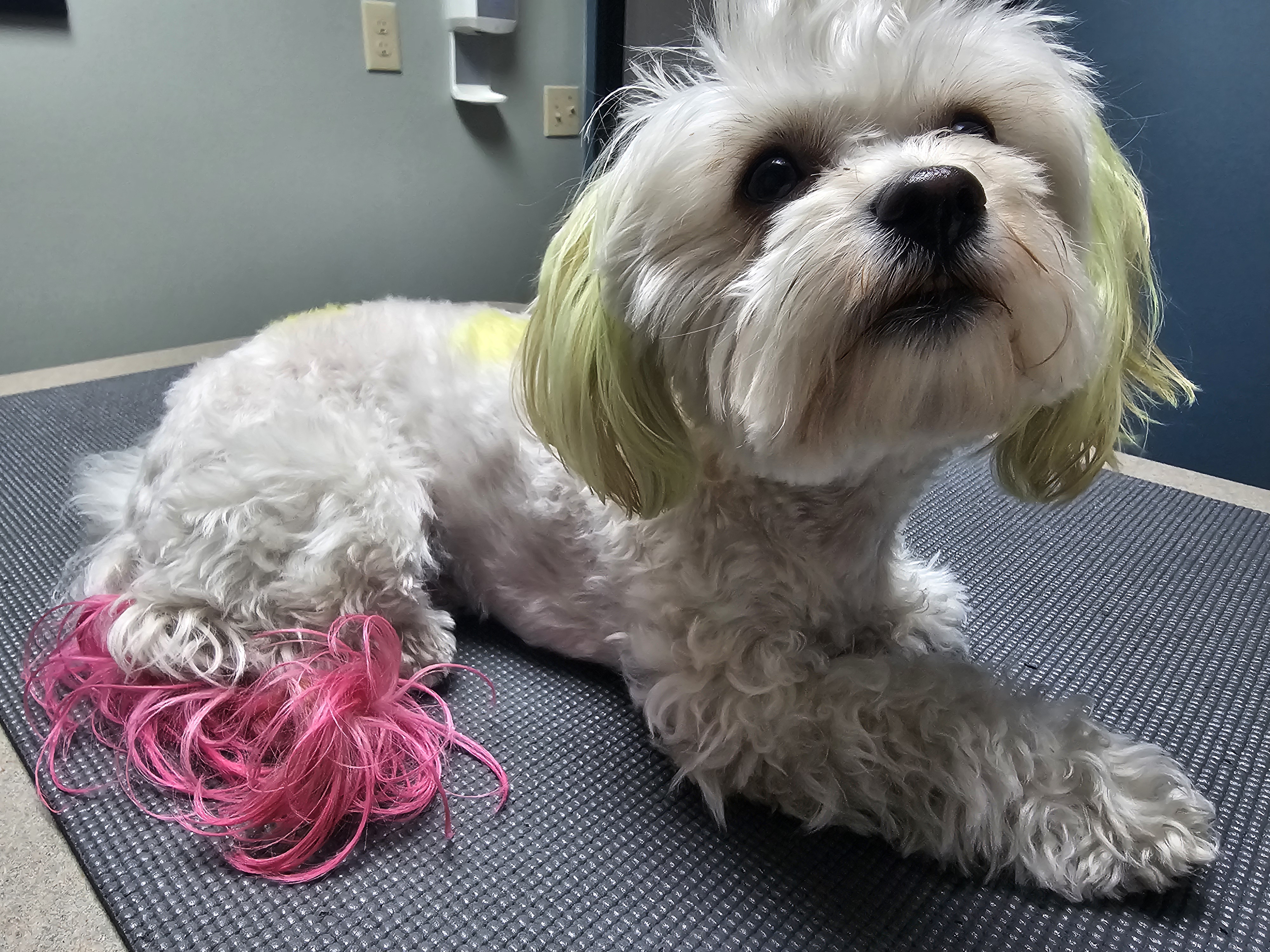 Boba's Checkup at the Dogtor: A Healthy Pup at 16 Months!