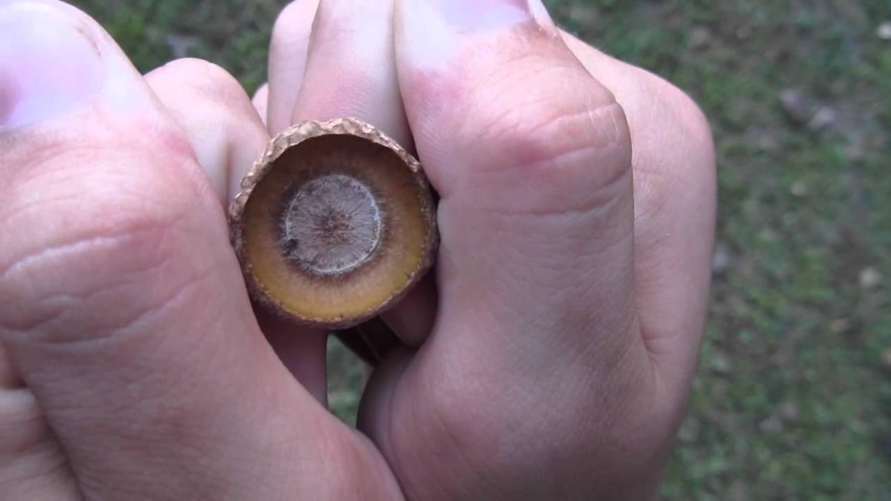 Did You Know? You Can Whistle with an Acorn!