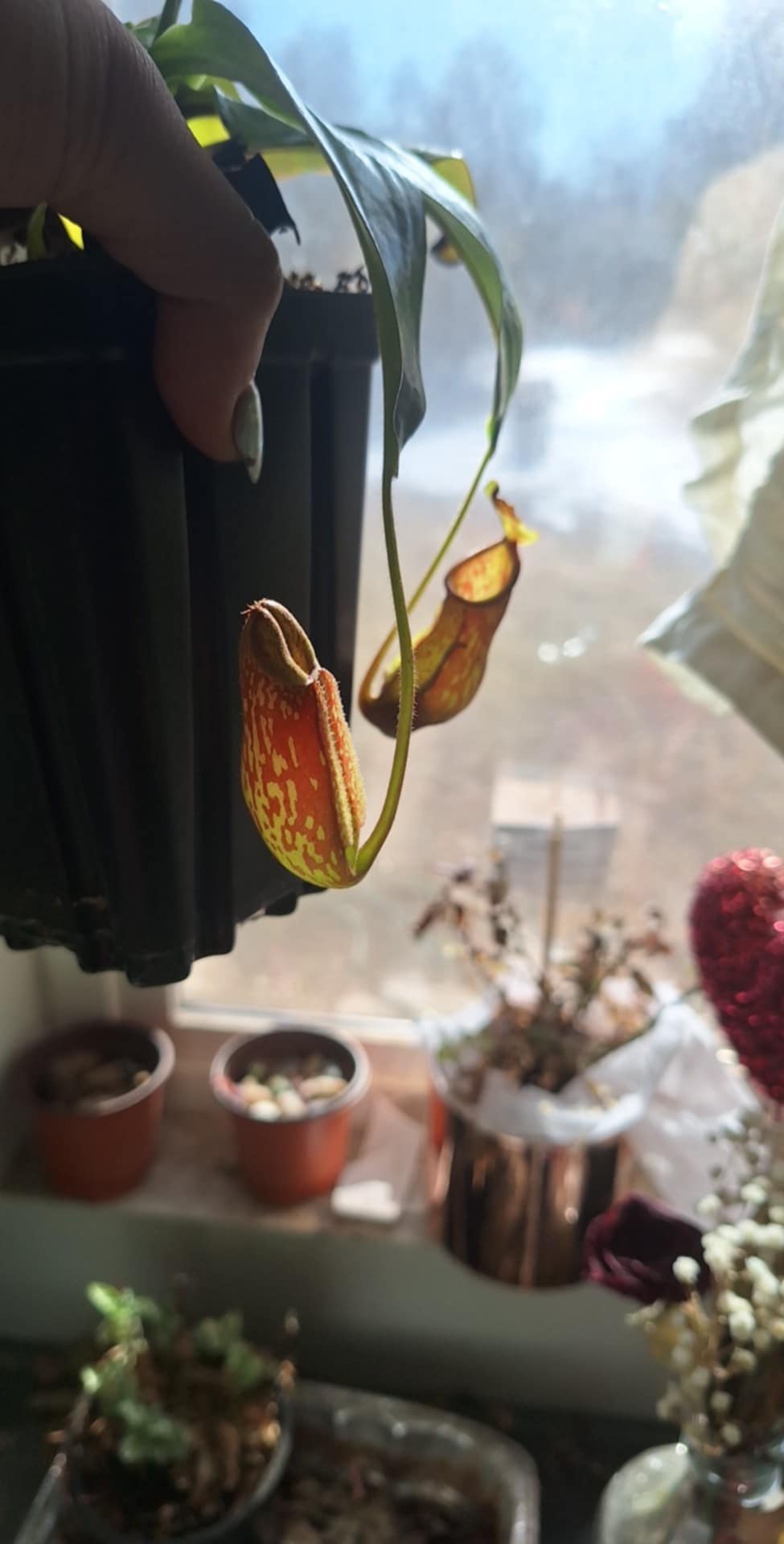 After a Near-Disaster, My Pitcher Plant Thrives with Two New Pitchers!