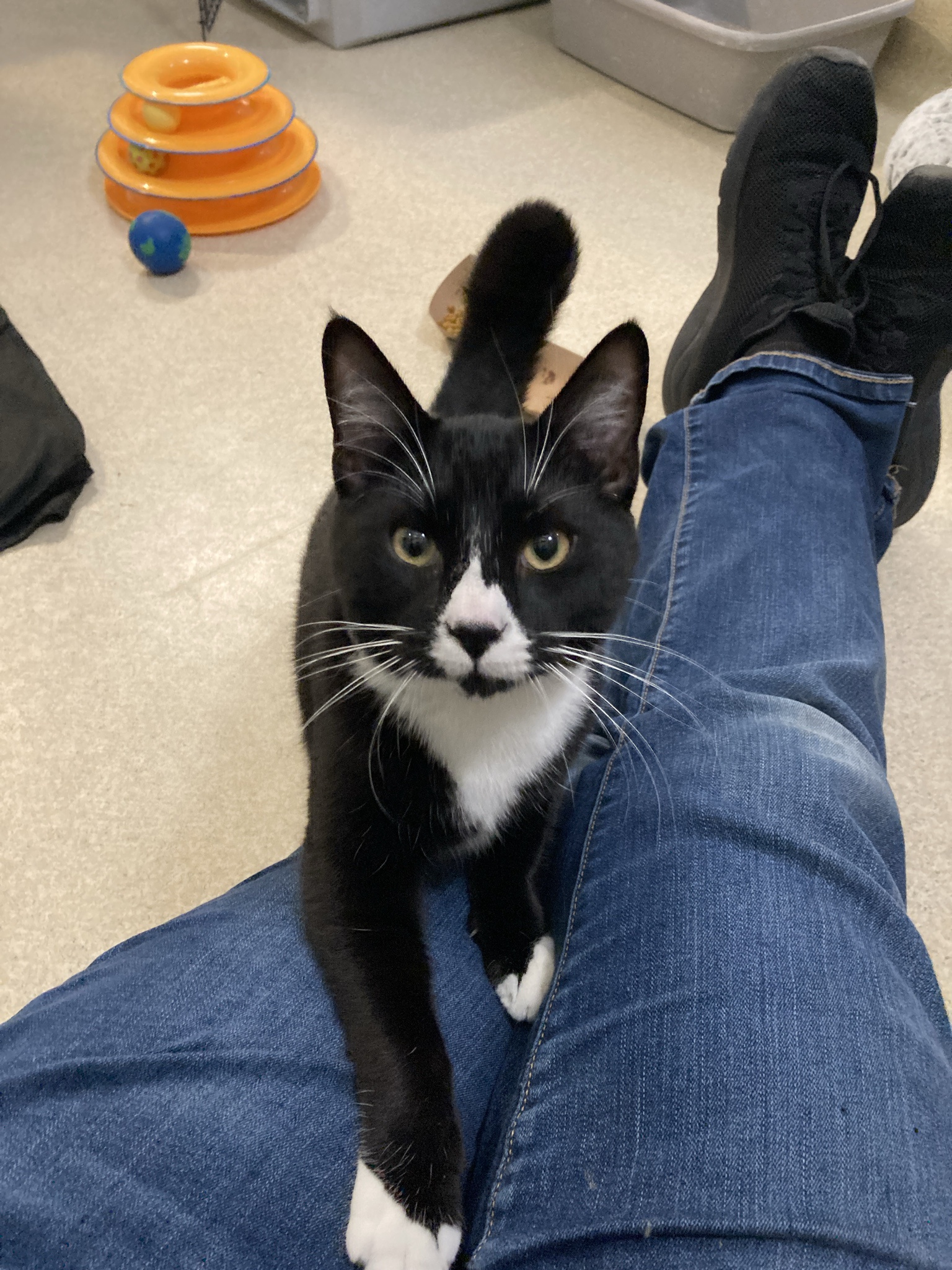 Meet Frankie: The Star of the Show