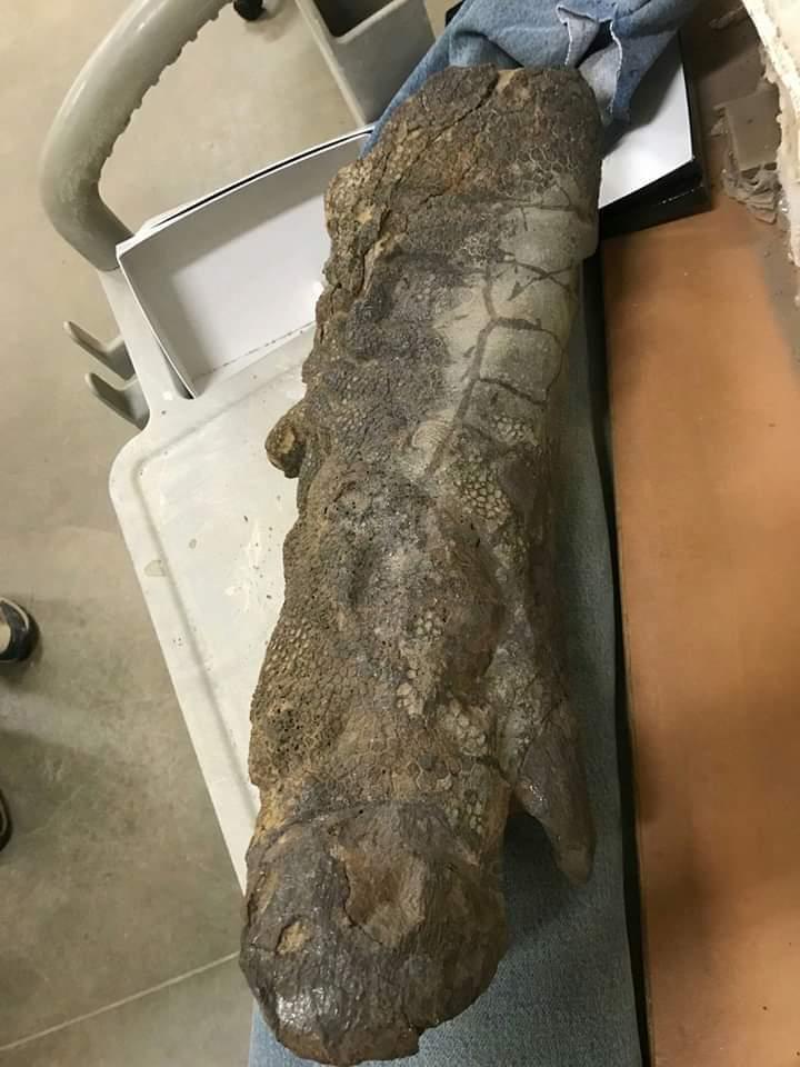 Hadrosaur Hoof Preserved with Intact Skin