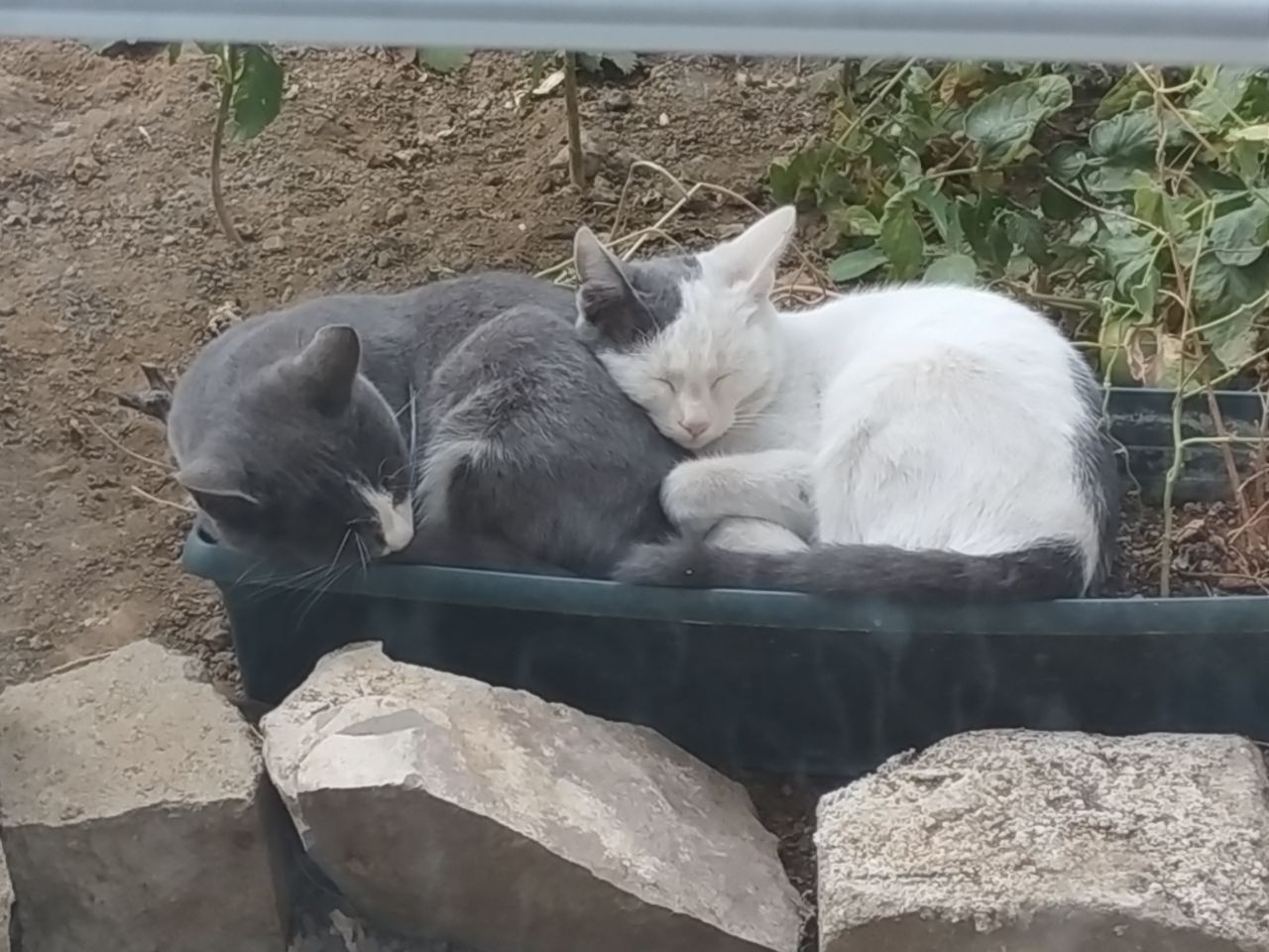 Sister Cats: The Feline Duo Adventures