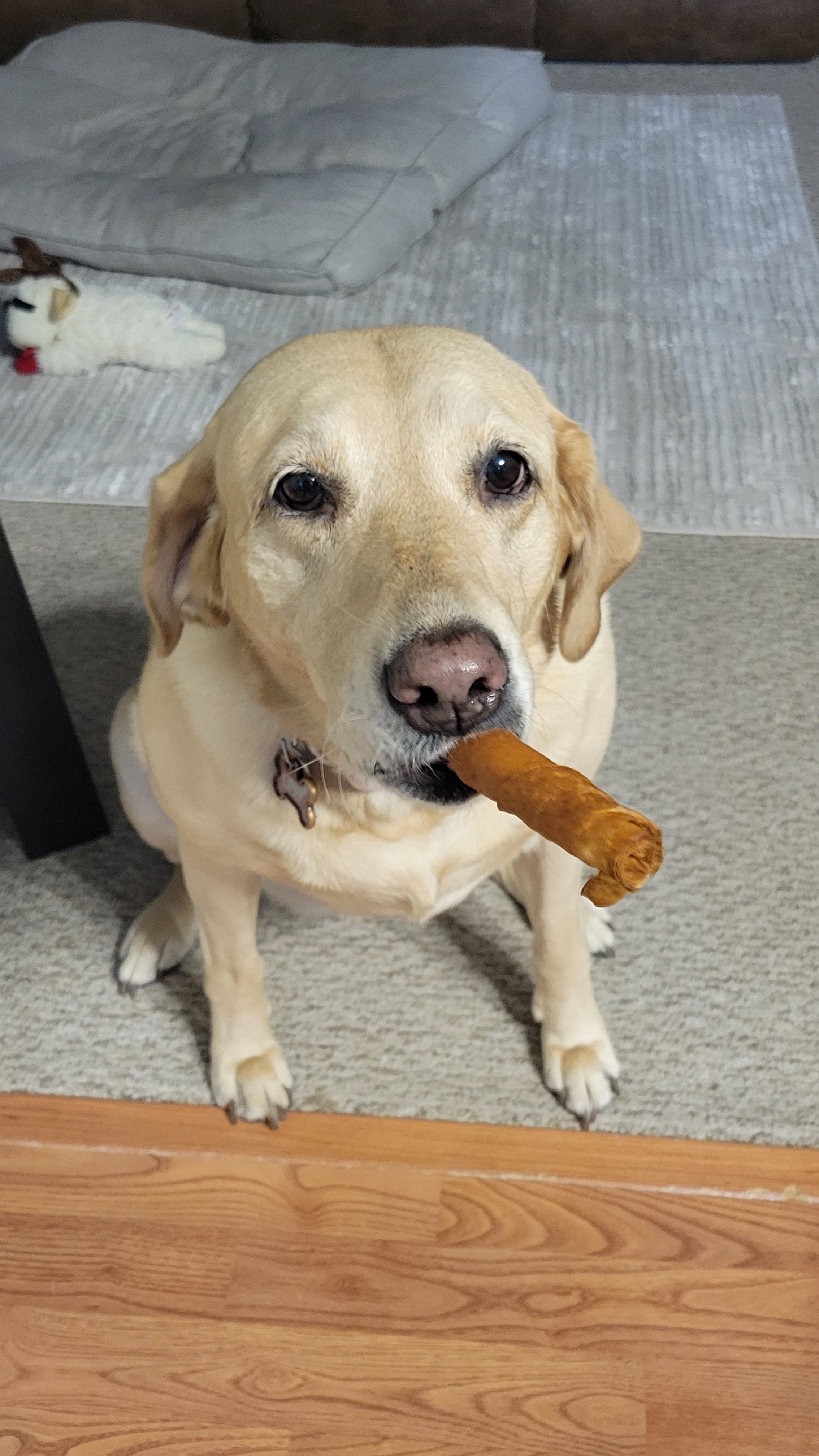 The Cubador Retriever: A Unique Breed