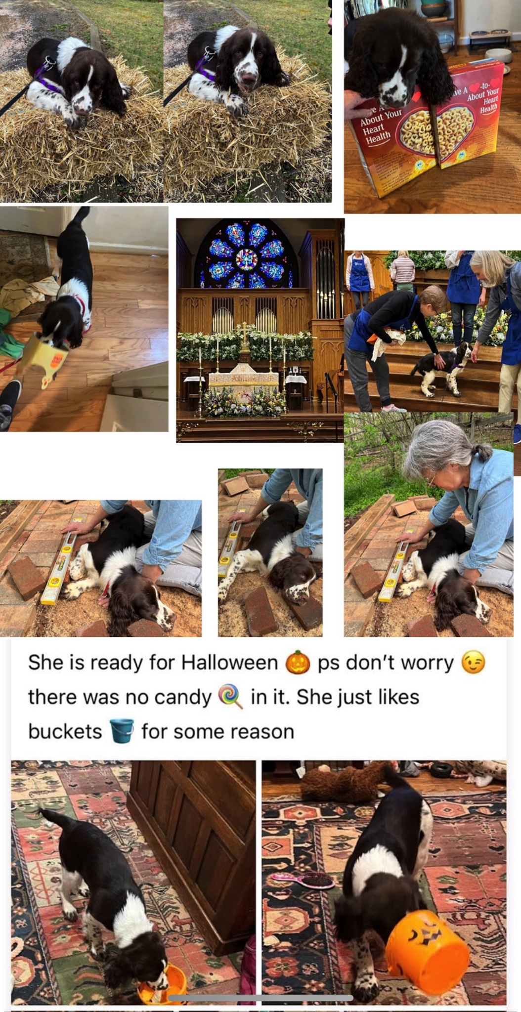 Celebrating a Dog's Special Birthday