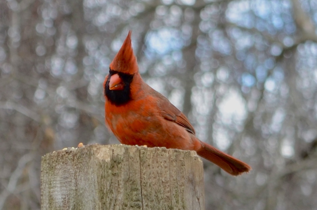 Bundle Up! Join Me for a Nature Walk Adventure