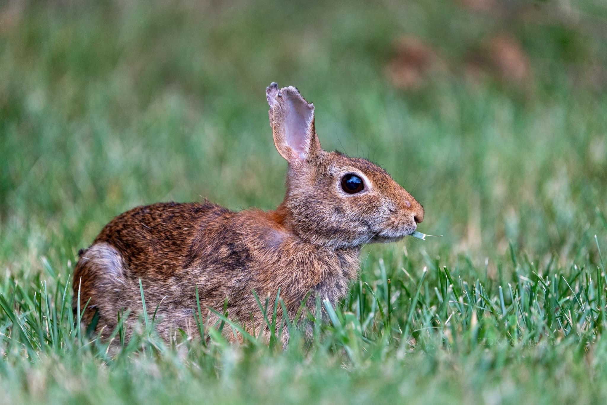 Adorable Cottontail Bunny Moments
