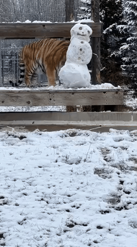 Are you ready to build a snowman together?