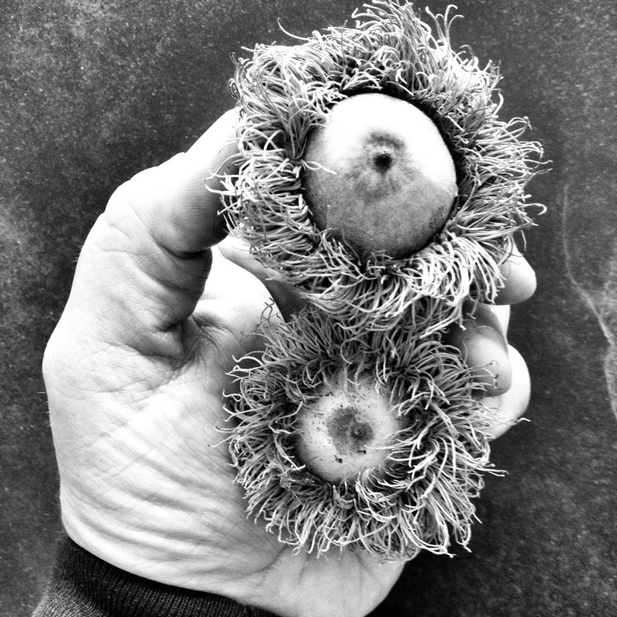 Check out these massive acorns from the bur oaks!