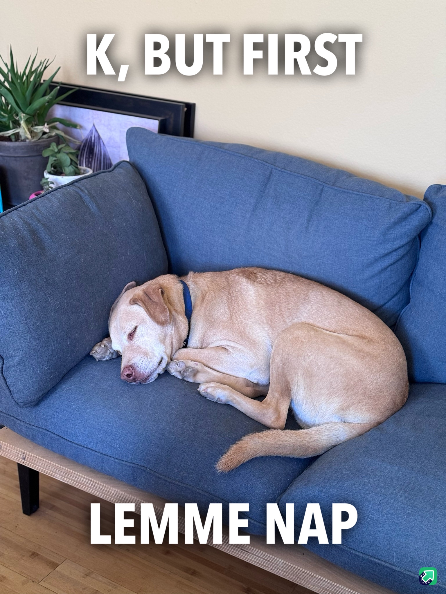 First Nap, Then I'll Deal with the Stress Later