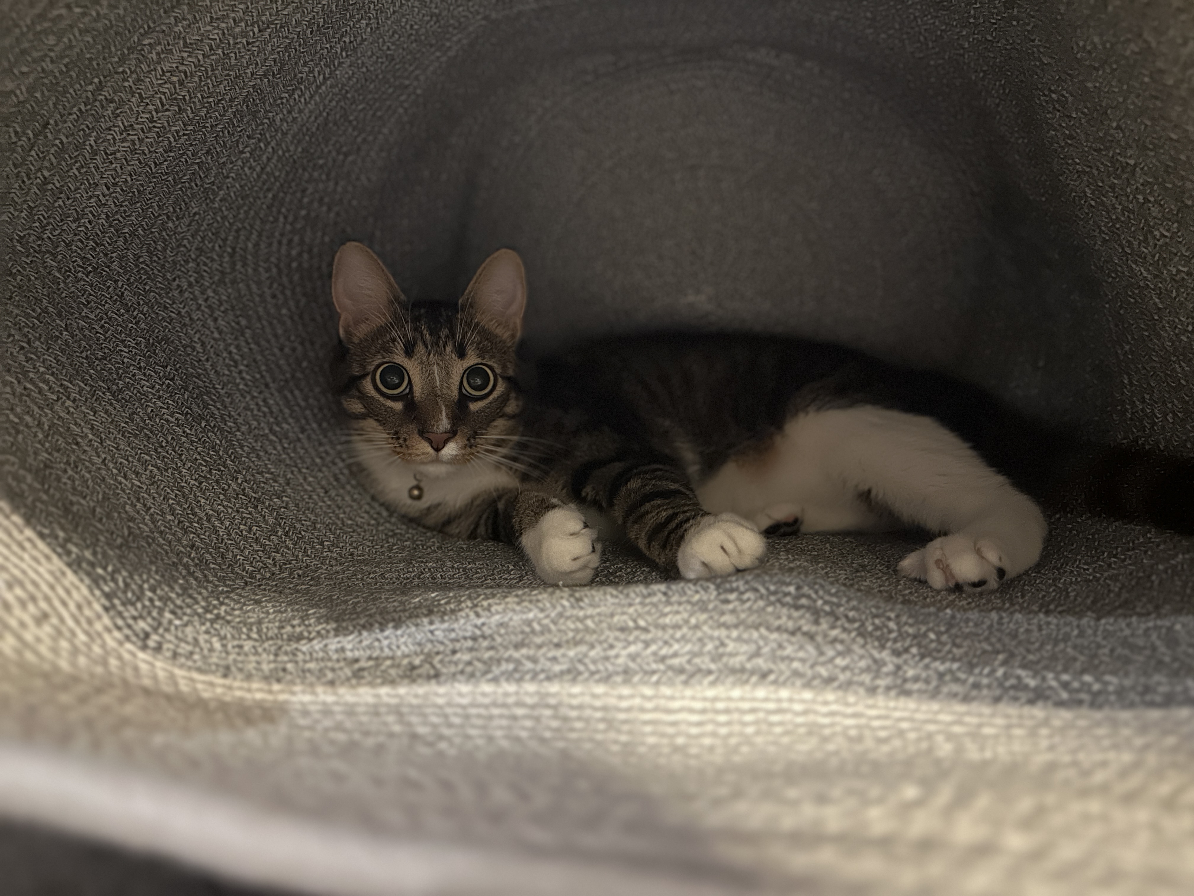 My Cat's Favorite Hideaway: Inside the Hamper