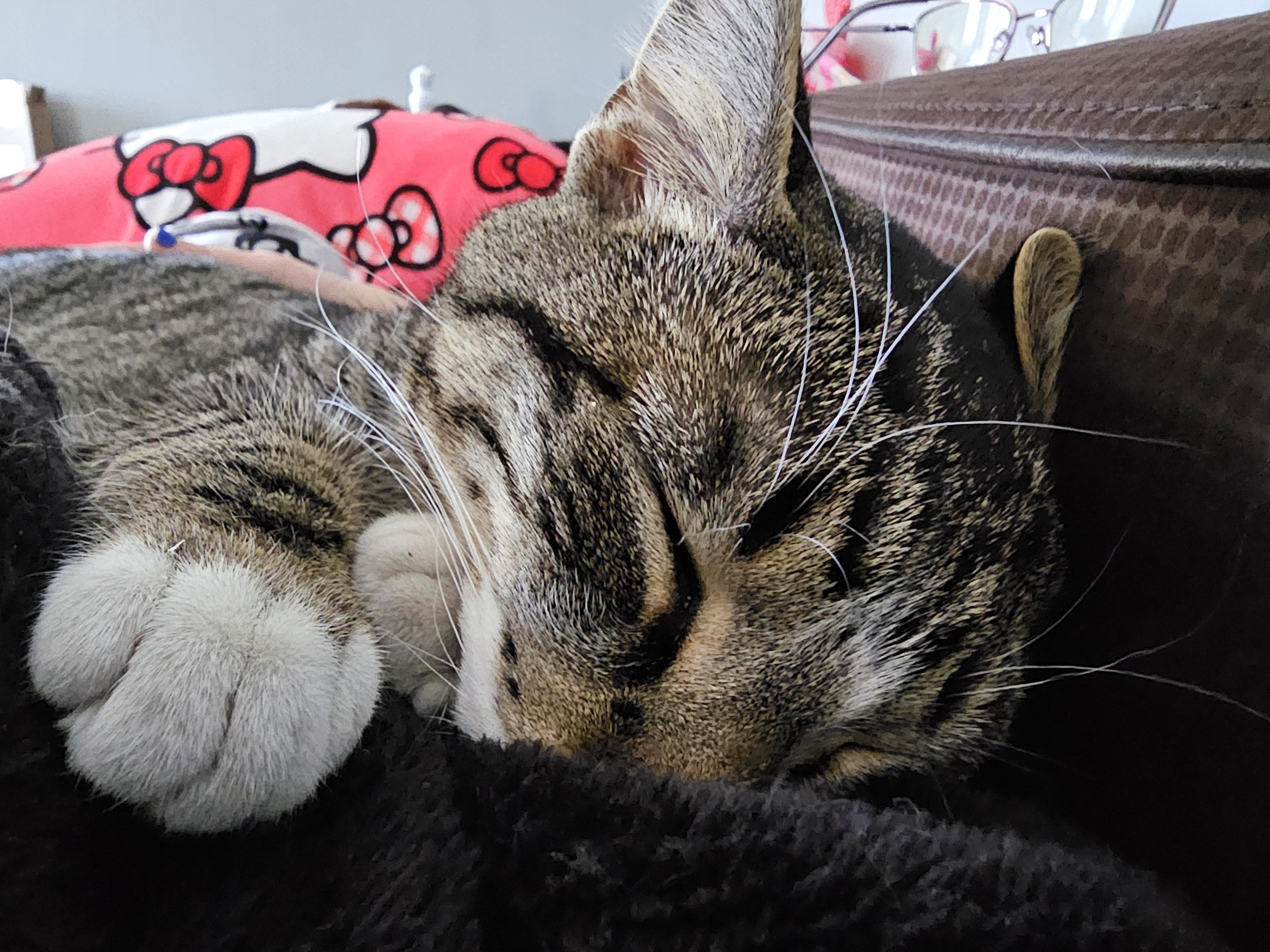 Cuddly Caturday moments with Bowie