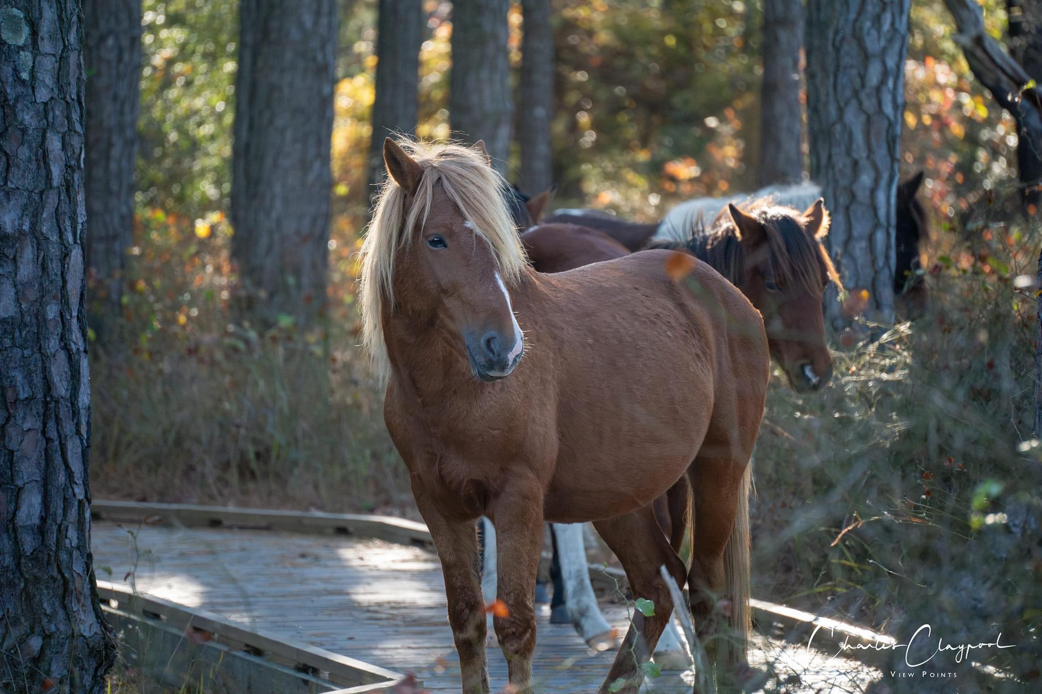 Exploring the Wonders of Assateague Island