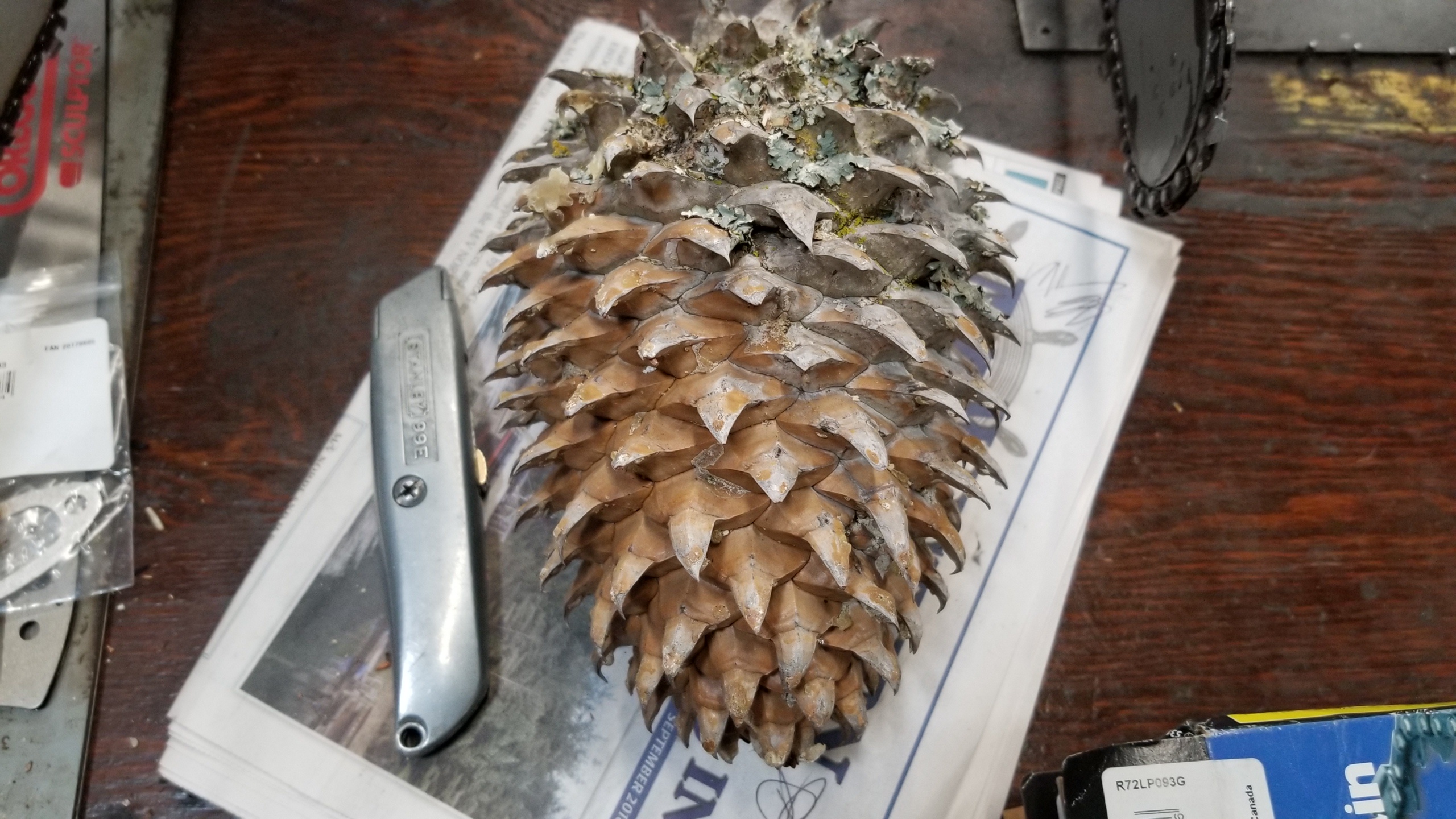 Looks like I'm Team Pinecone Now!