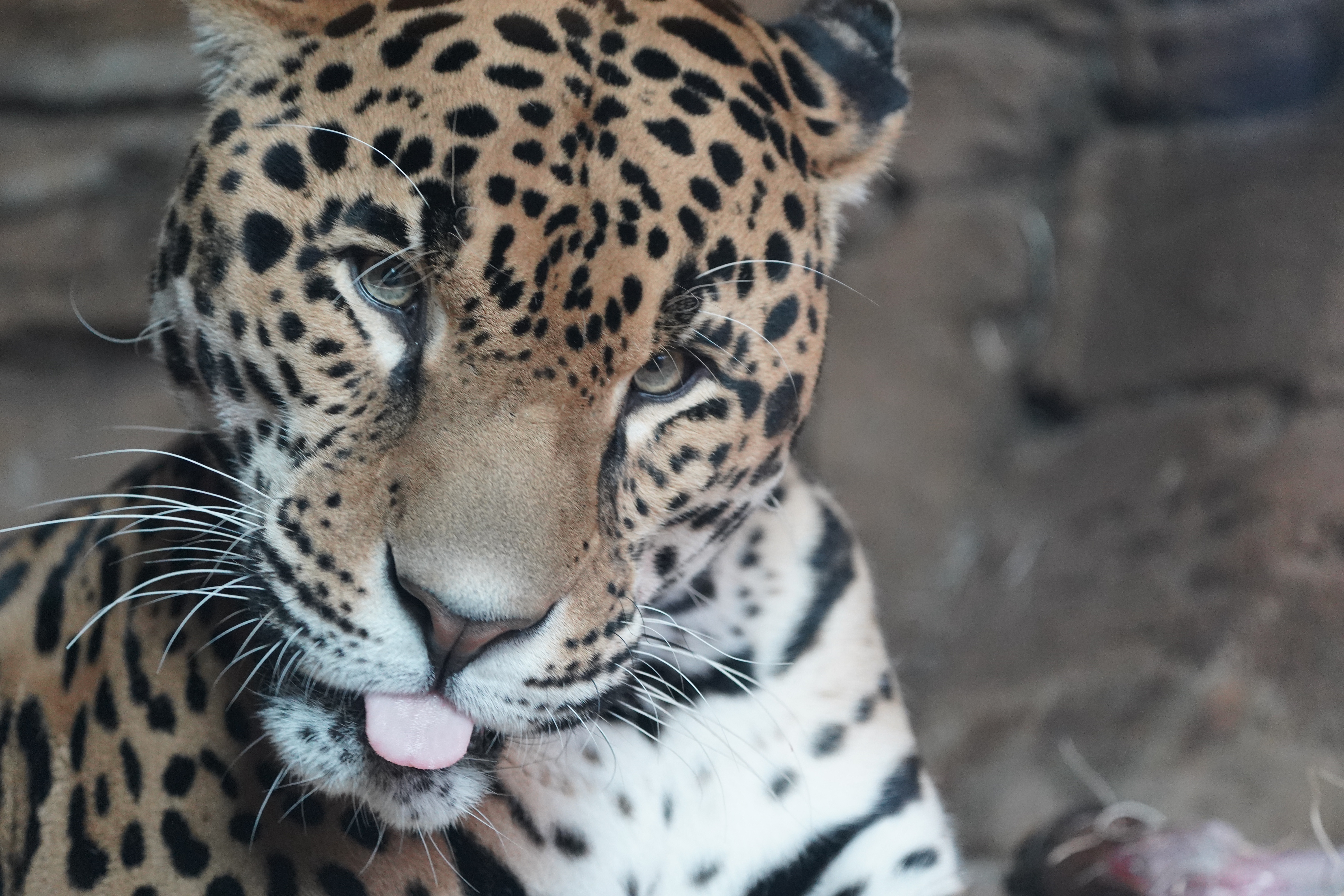 The Adorable Blep Moment
