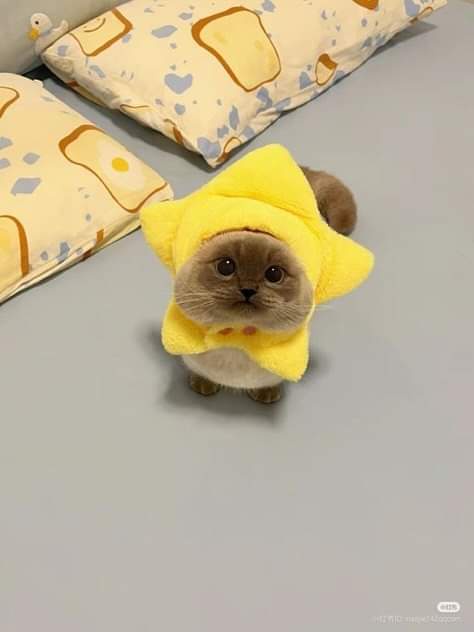 Check out this adorably cute star!