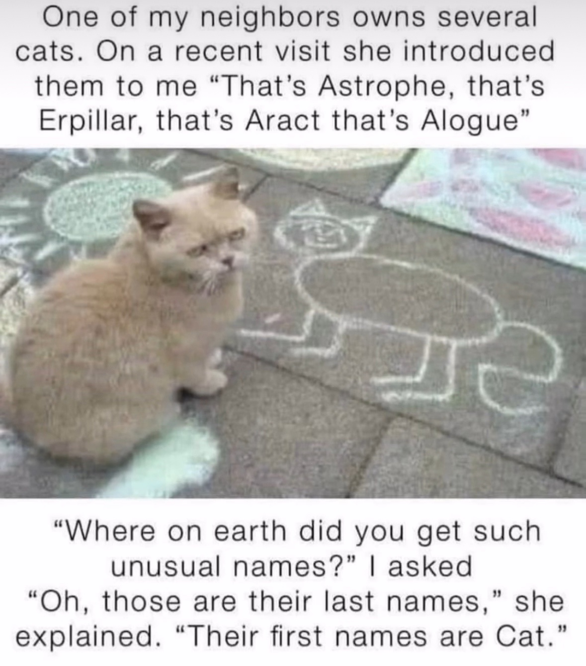 Just a Simple 'Meow' That Speaks Volumes