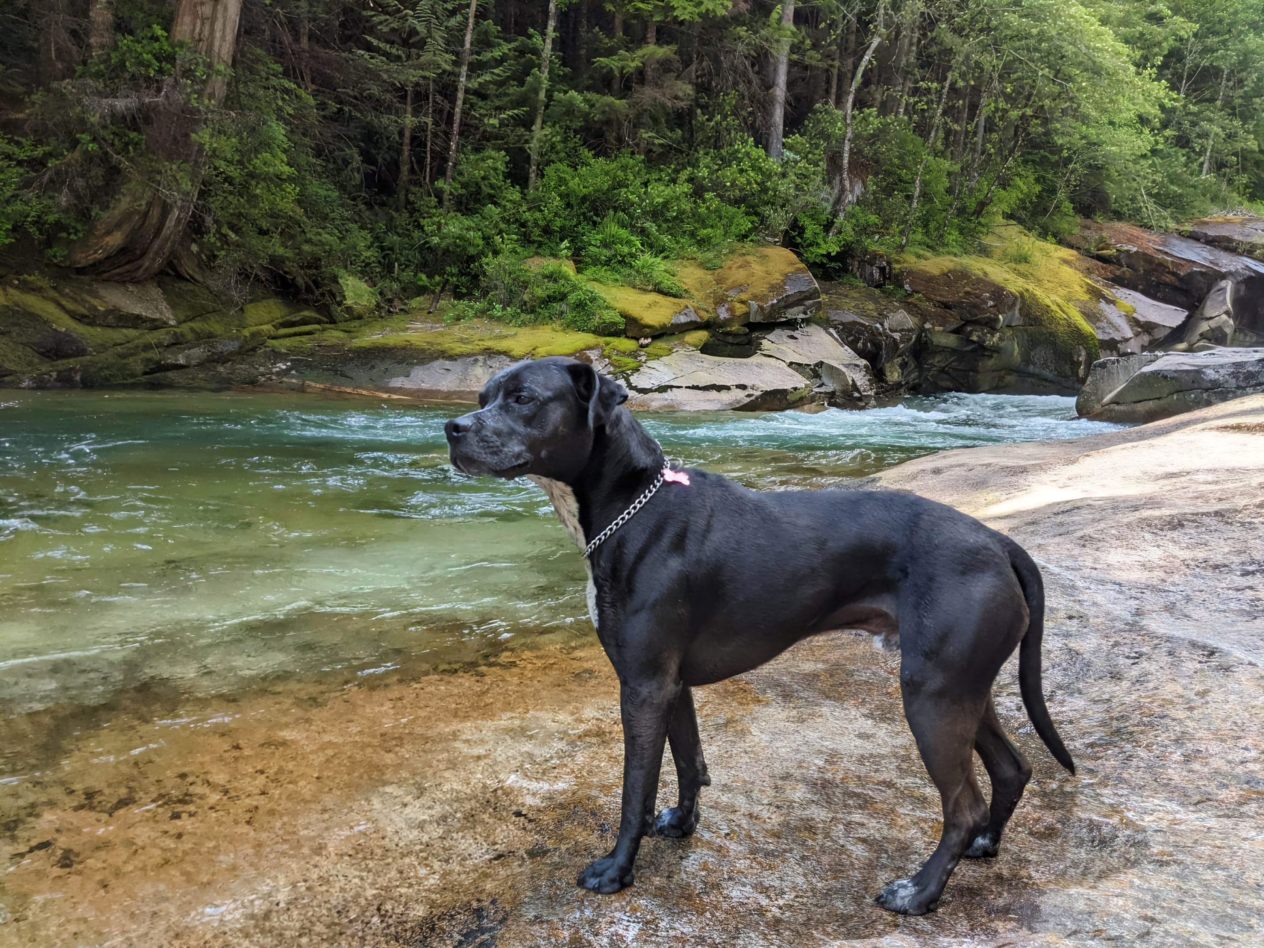 Meet the Legendary Kobe Dog