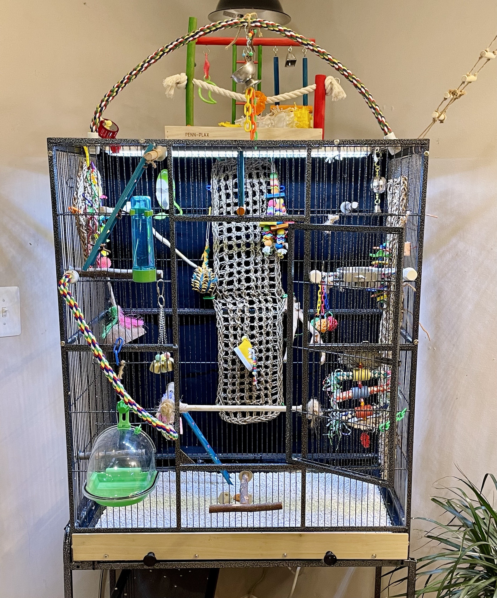 Finding the Perfect Cage Setup for Two Happy Budgies