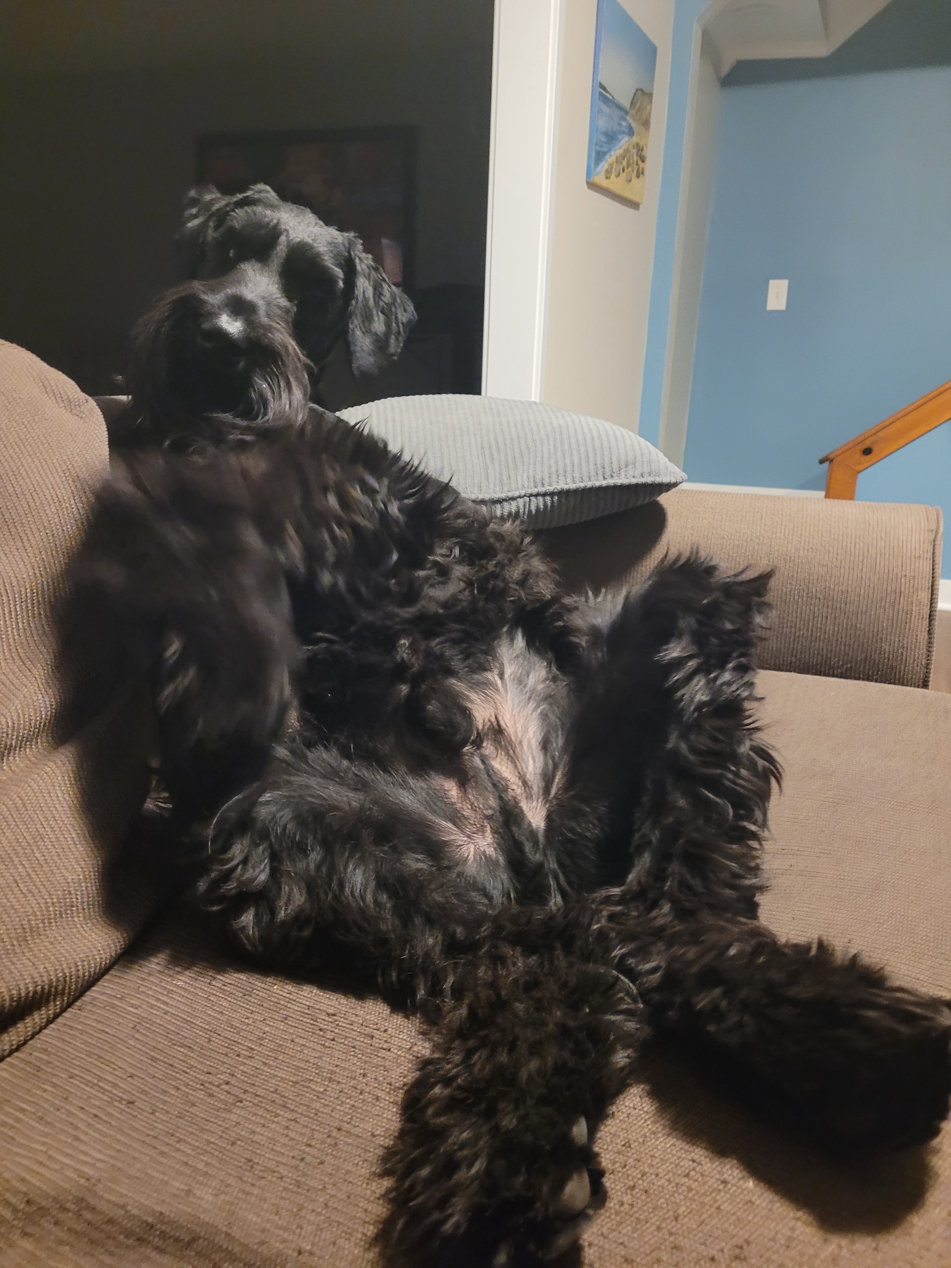 Just hanging out with Jethro, my adorable miniature schnauzer ❤️