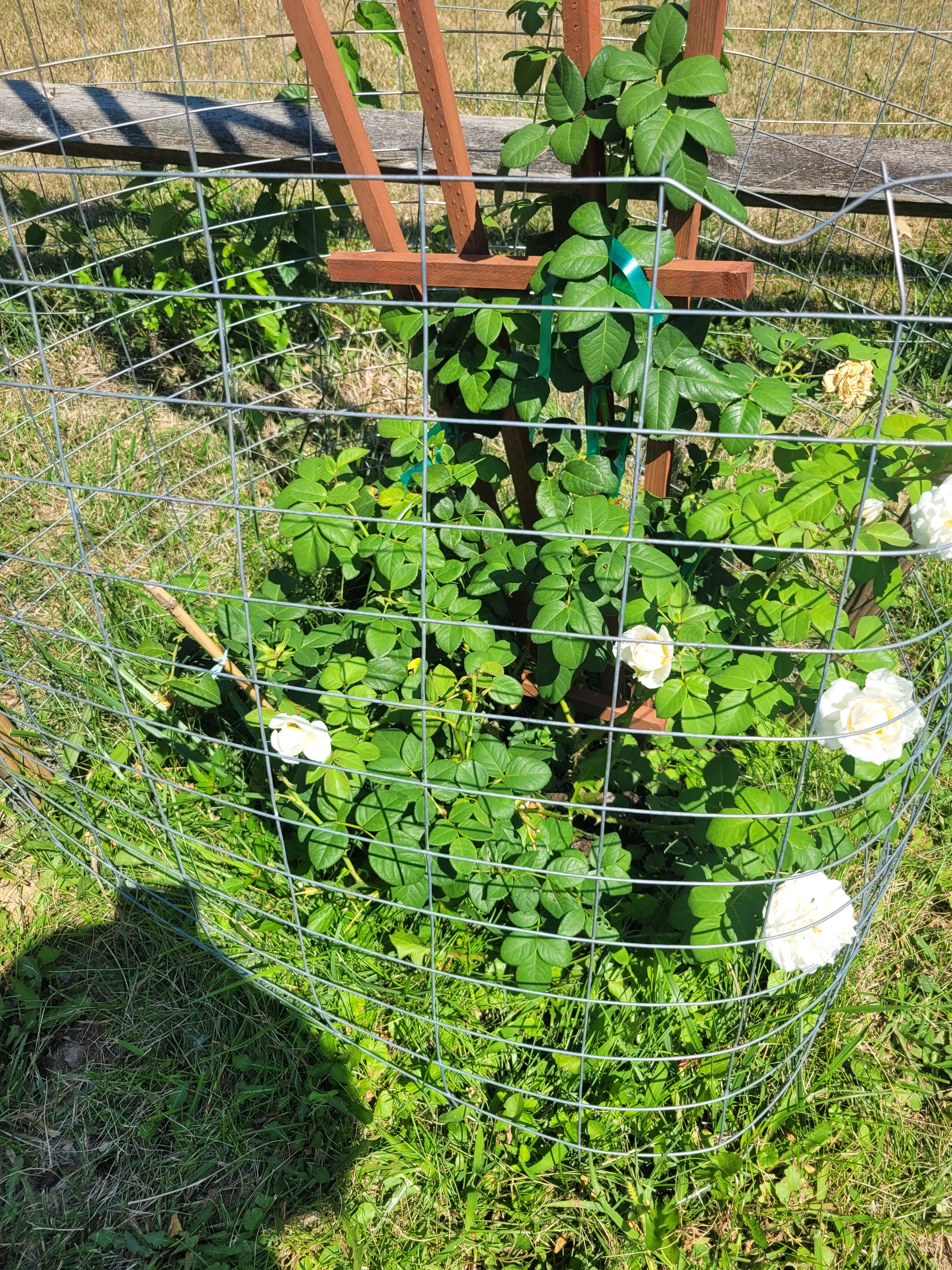 The Enchanting Cloud 10 Climbing Rose: A Fragrant Wonder!
