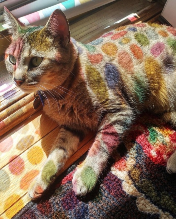 The Miraculous Cat: A Feline Wonder