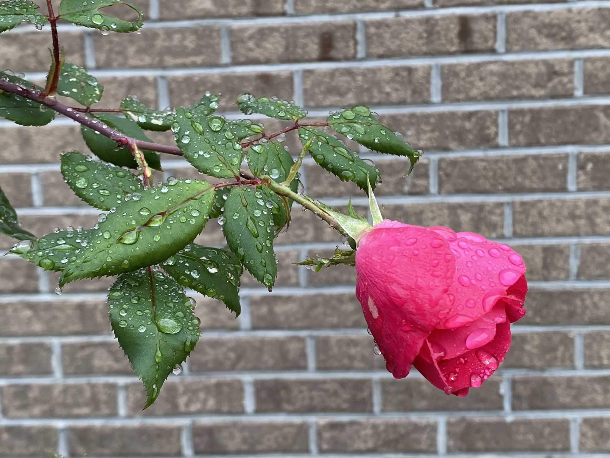 The Beauty of a Rose
