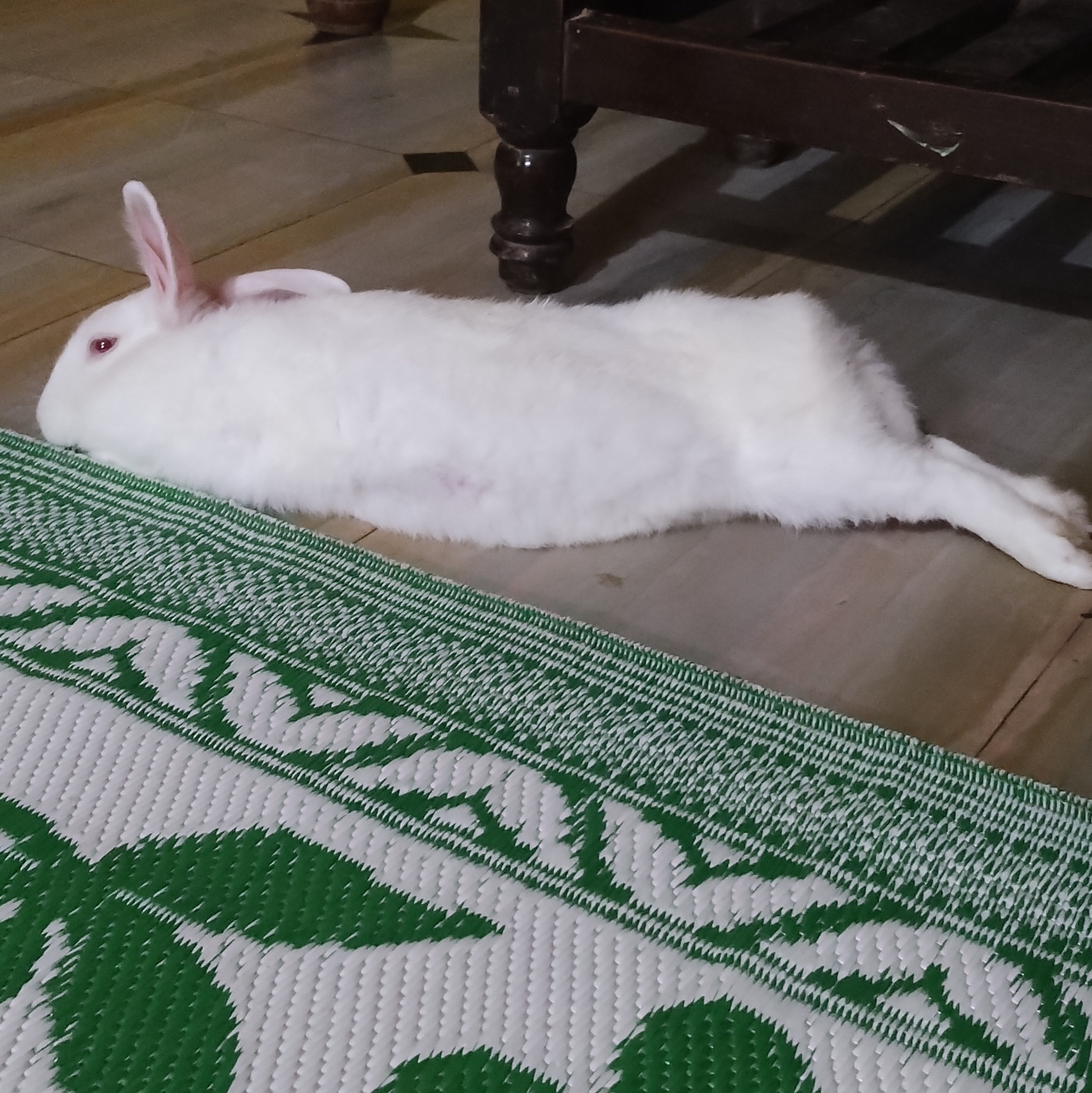 Meet My Adorable White Boba Ball Pet