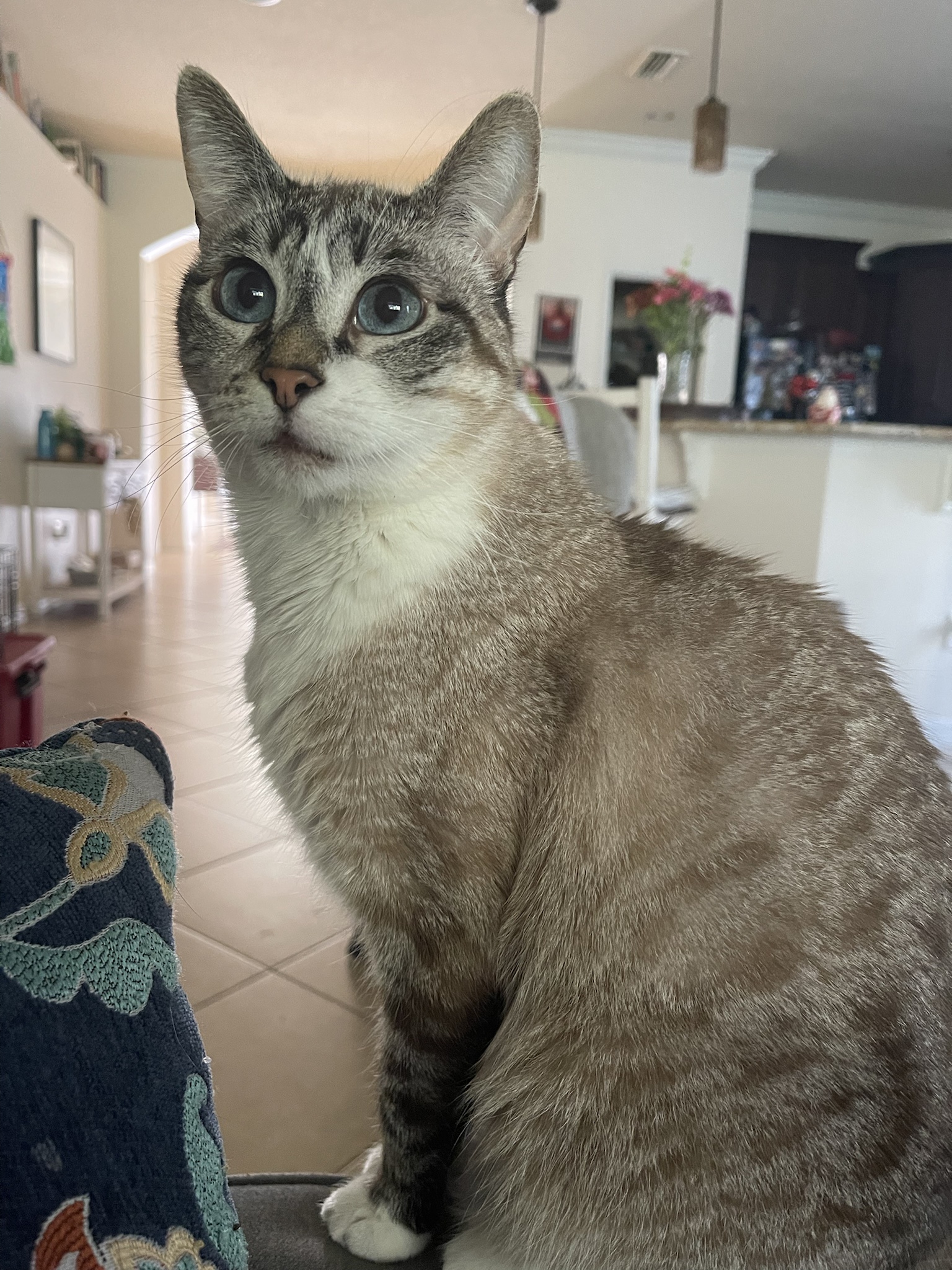 Celebrating Caturday: A Day for Cat Lovers