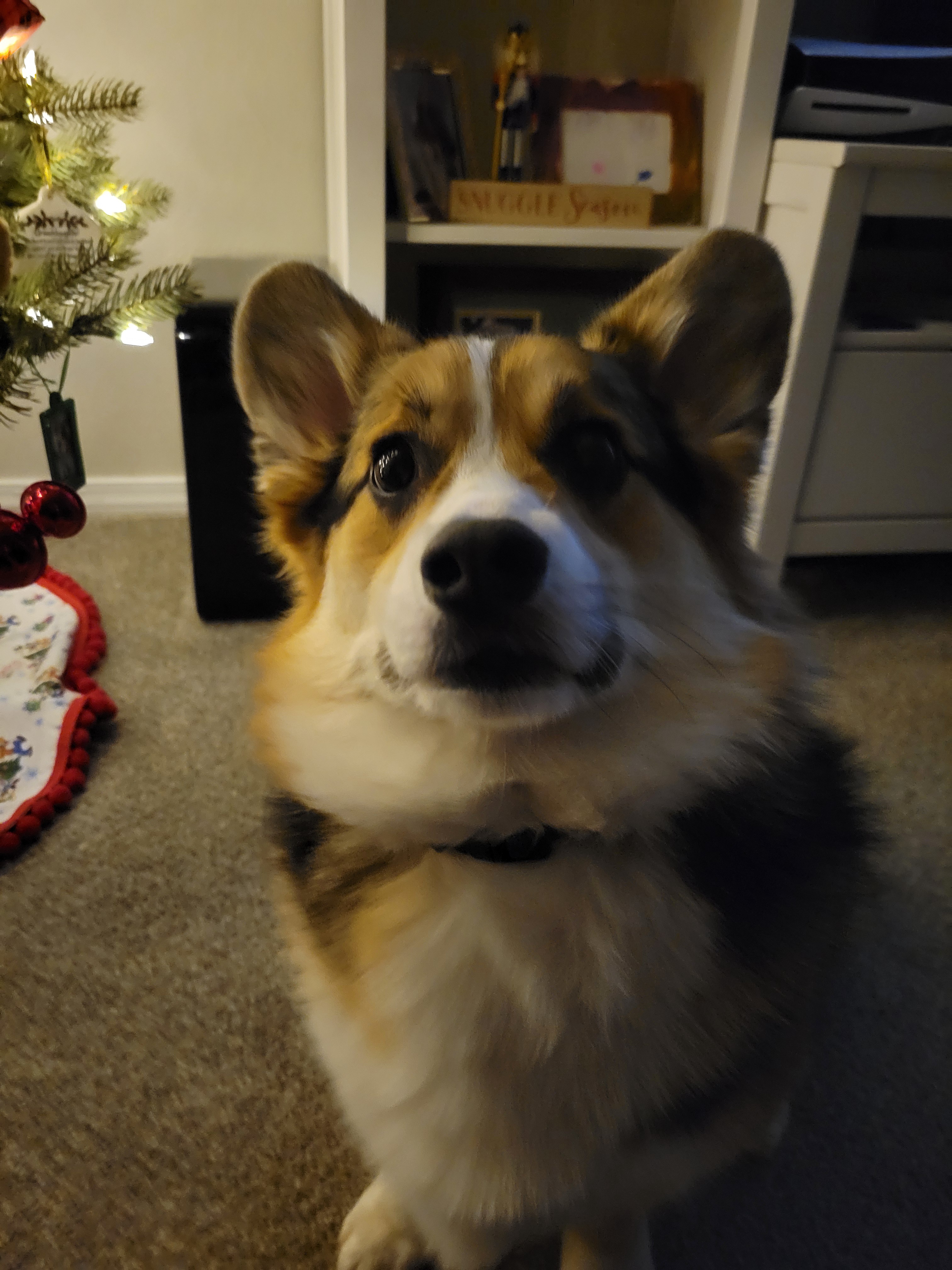 My Corgi's Adventures in Meme Land