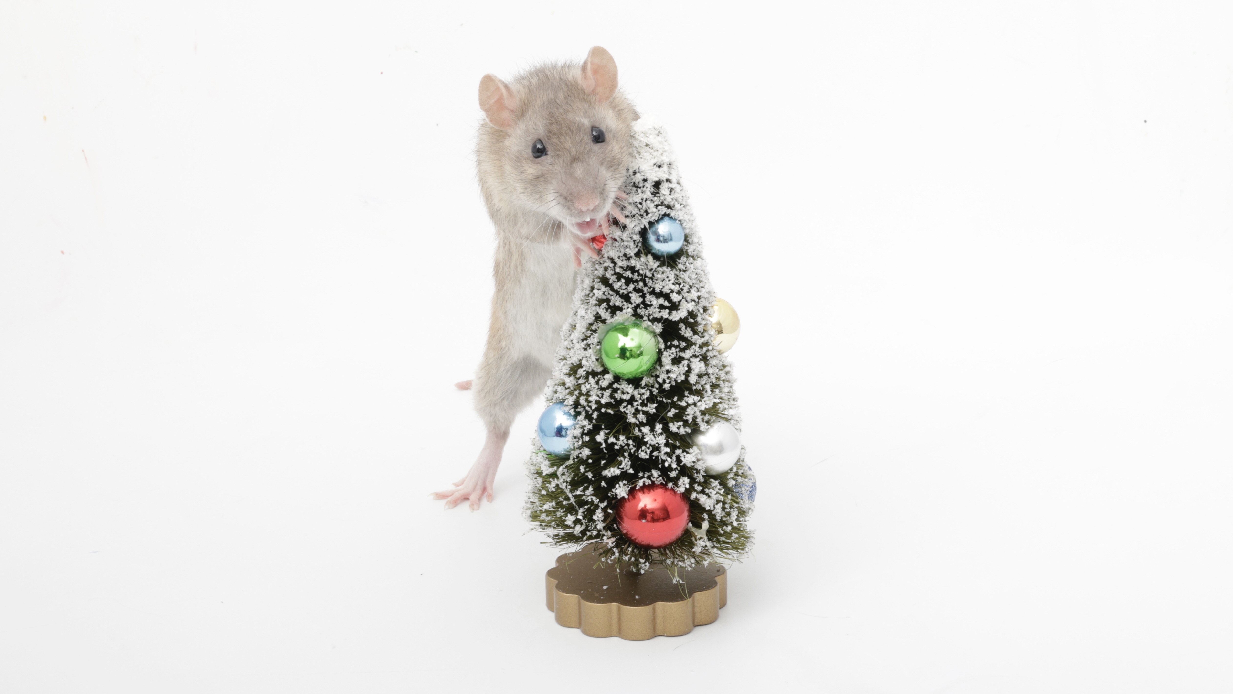 Kicking Off the 12 Days of Christmas with a Unique Twist: Meet My Adorable Rat, Coffee!