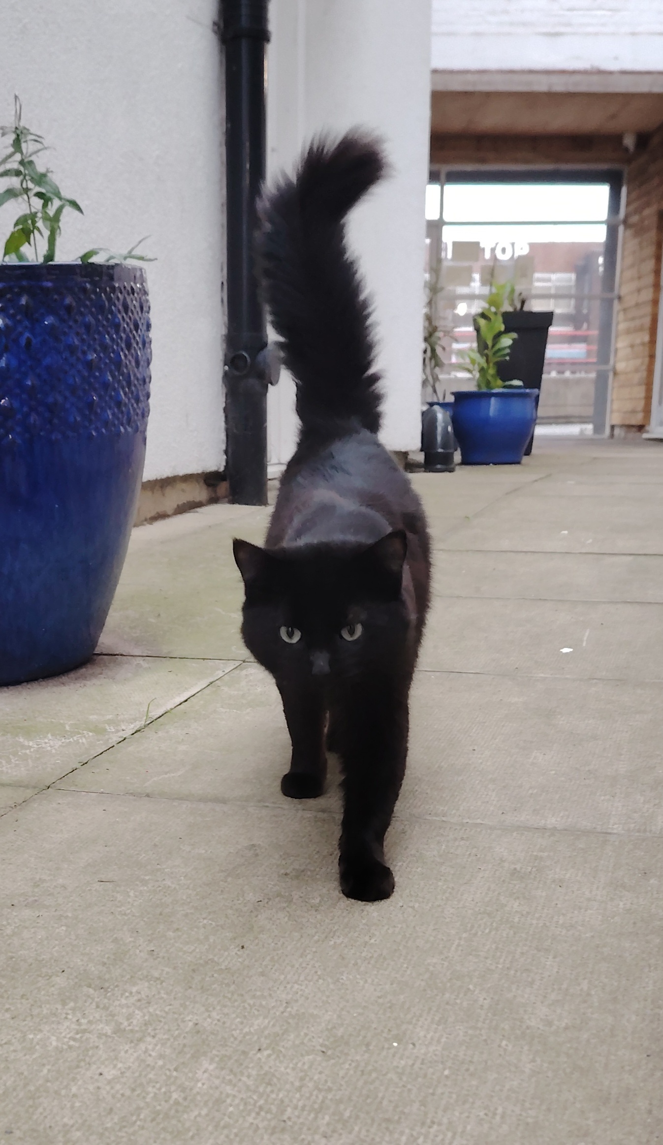 Hey-Hey, The Hostel Cat: Episode Whatever