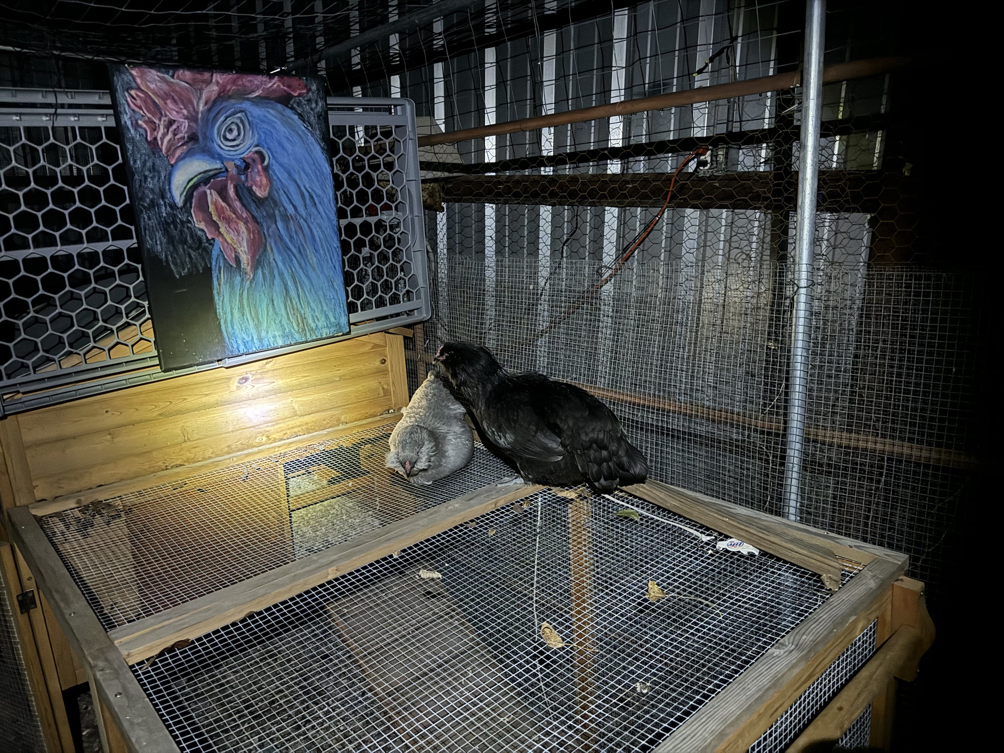 Faith persuades Lilah to take her perch on the roof... grrr!
