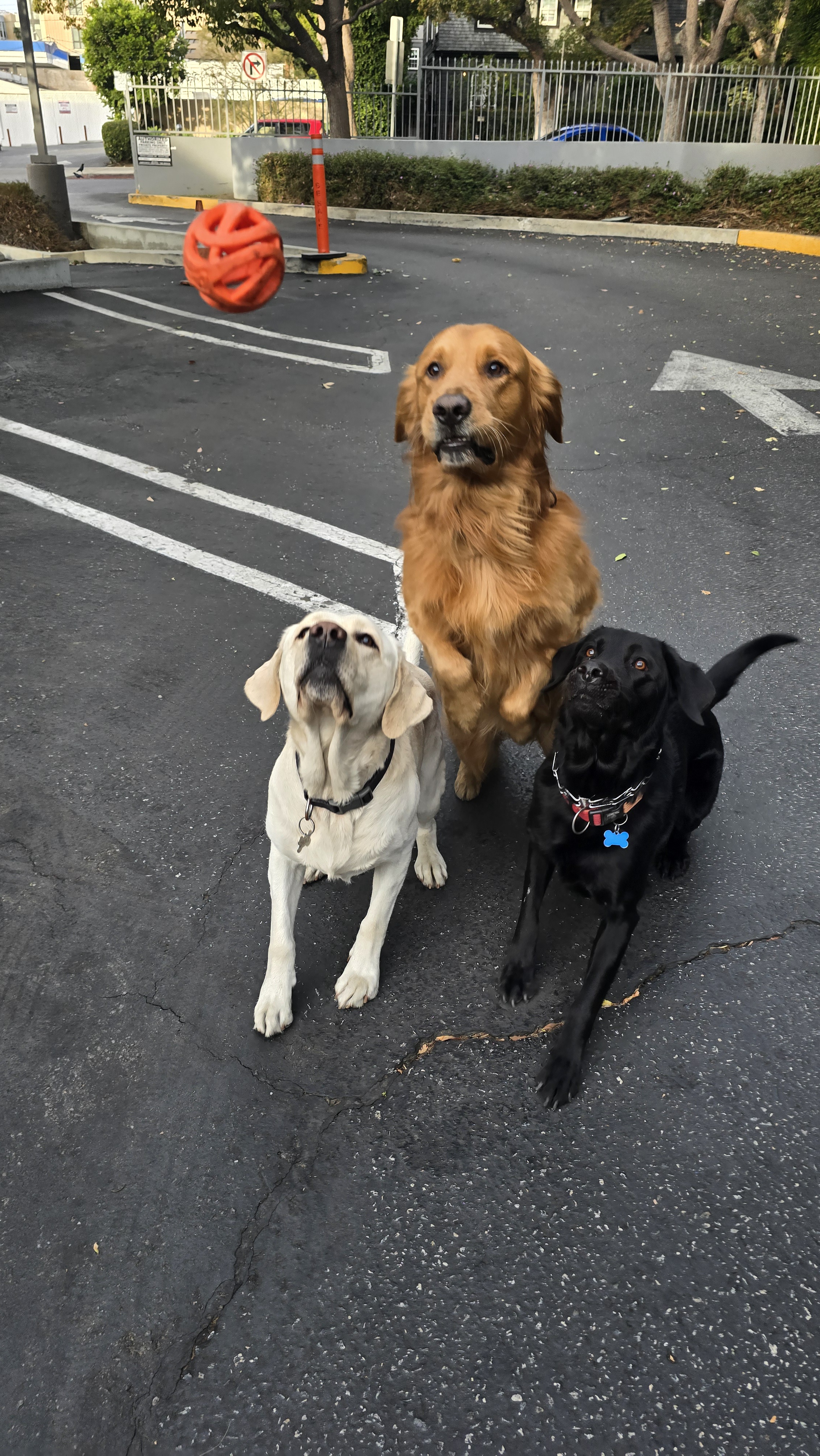 Meet Shadow, Chance, and the wild card Nina!