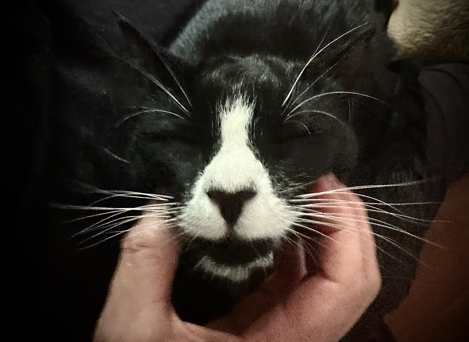 Indulge in a Smooshy Face Massage!