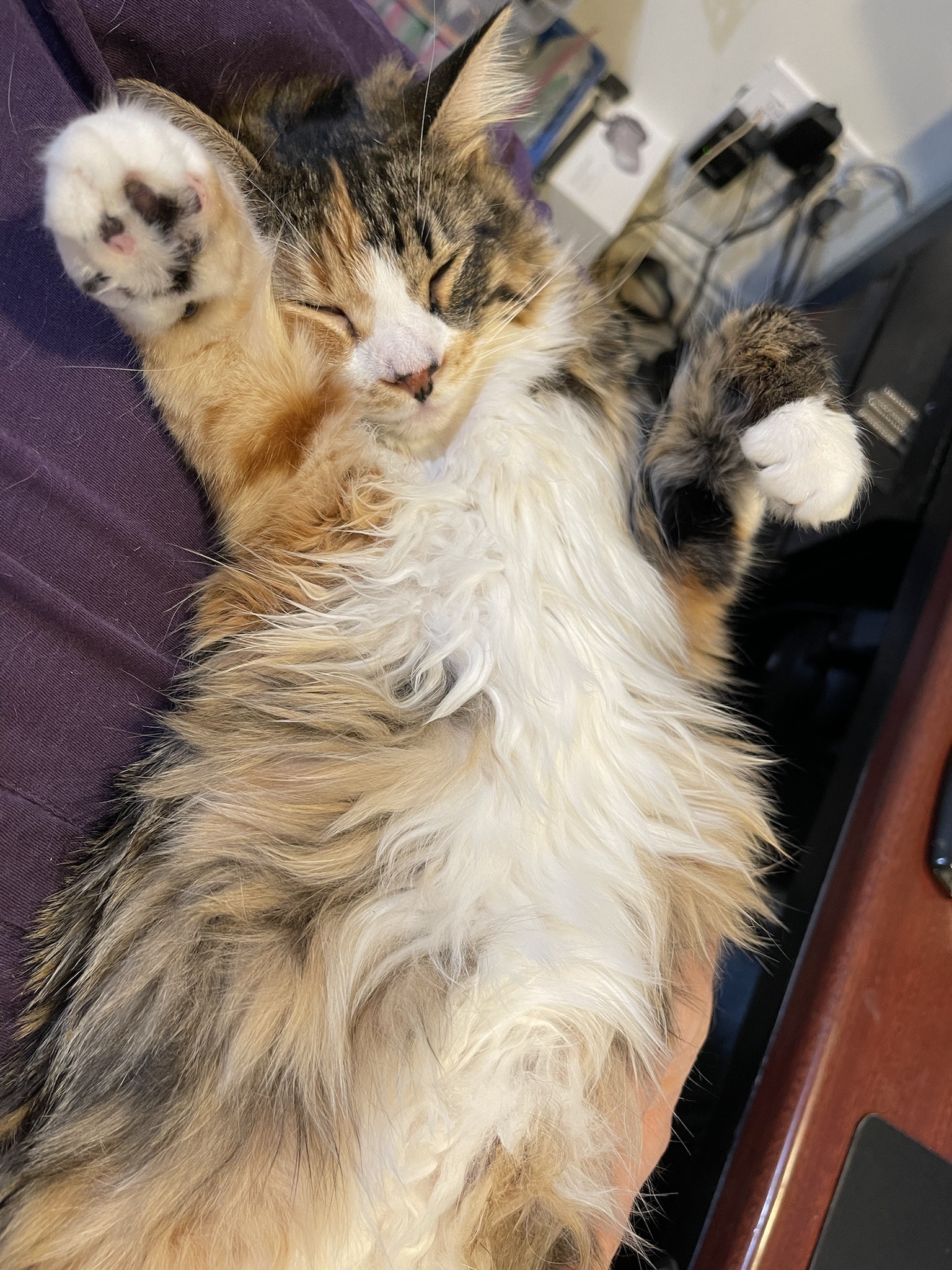 The Joyful Feline