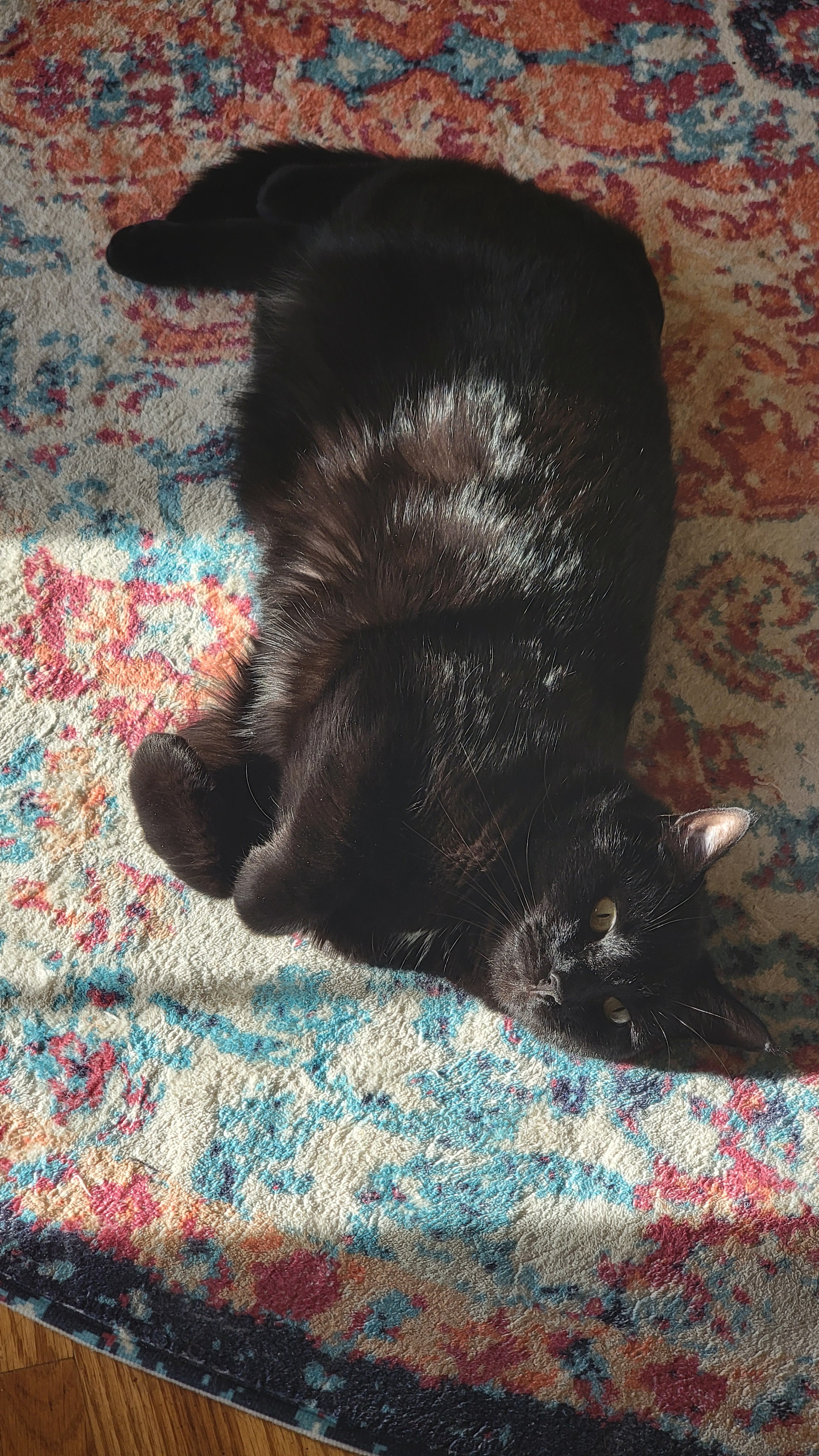 Lazy Caturday vibes with paws up in the air!