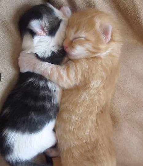 A glimpse into the lives of today's cats