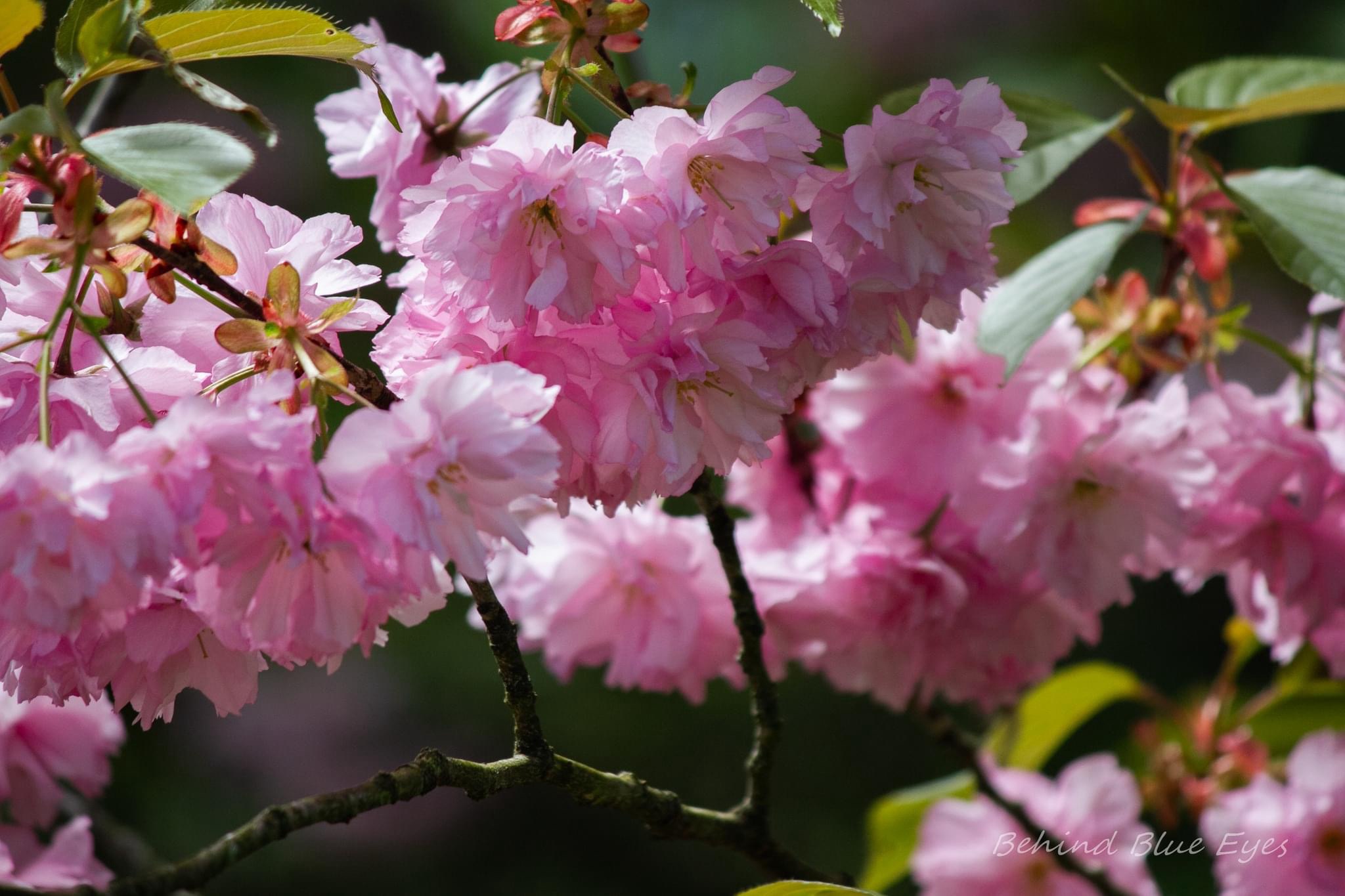 Just Azalea.