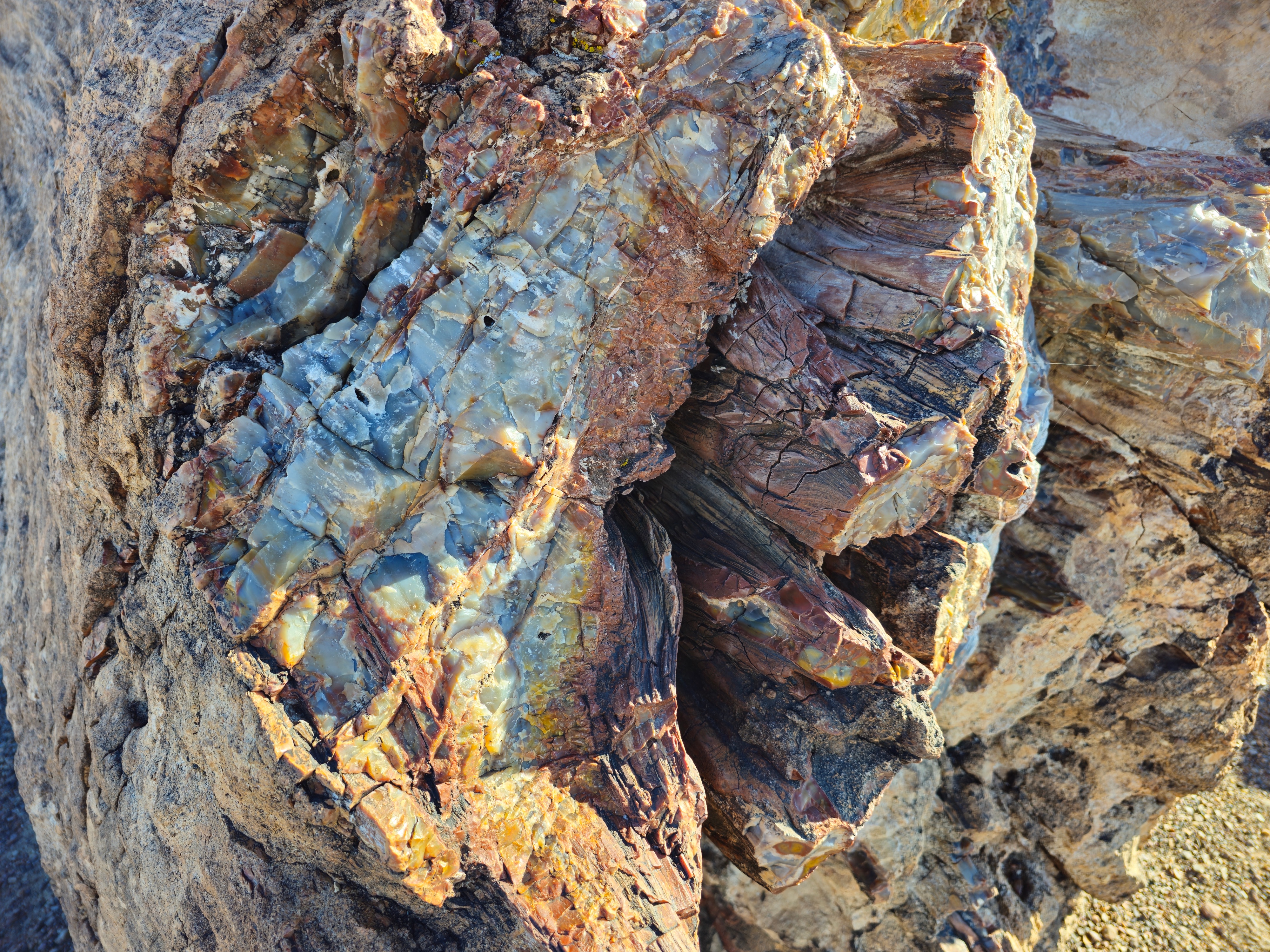 Exploring the Crystal Forest Trail in Arizona's Petrified Forest