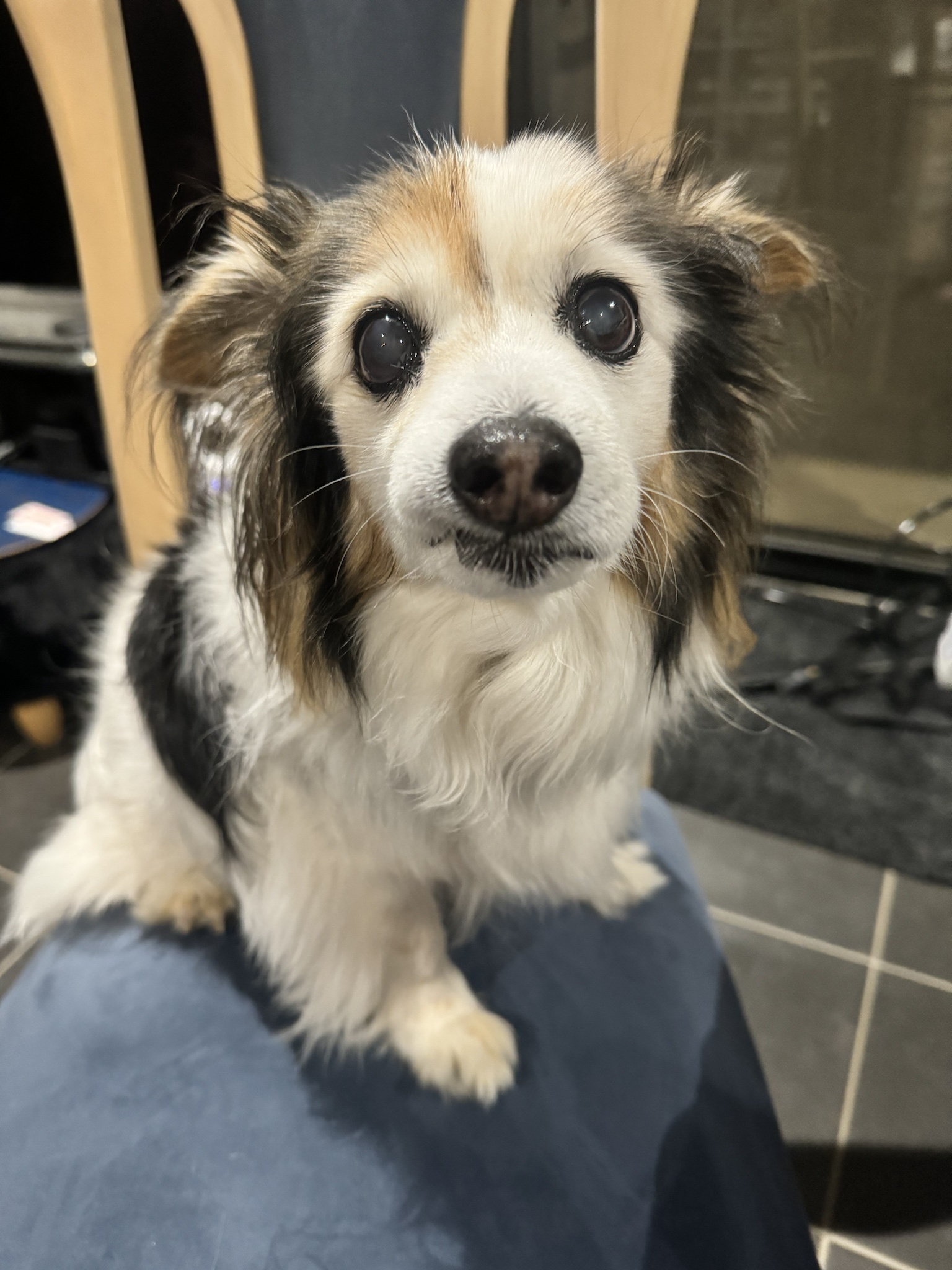 Daily Dose of Cuteness: My Dog Panko in Pictures