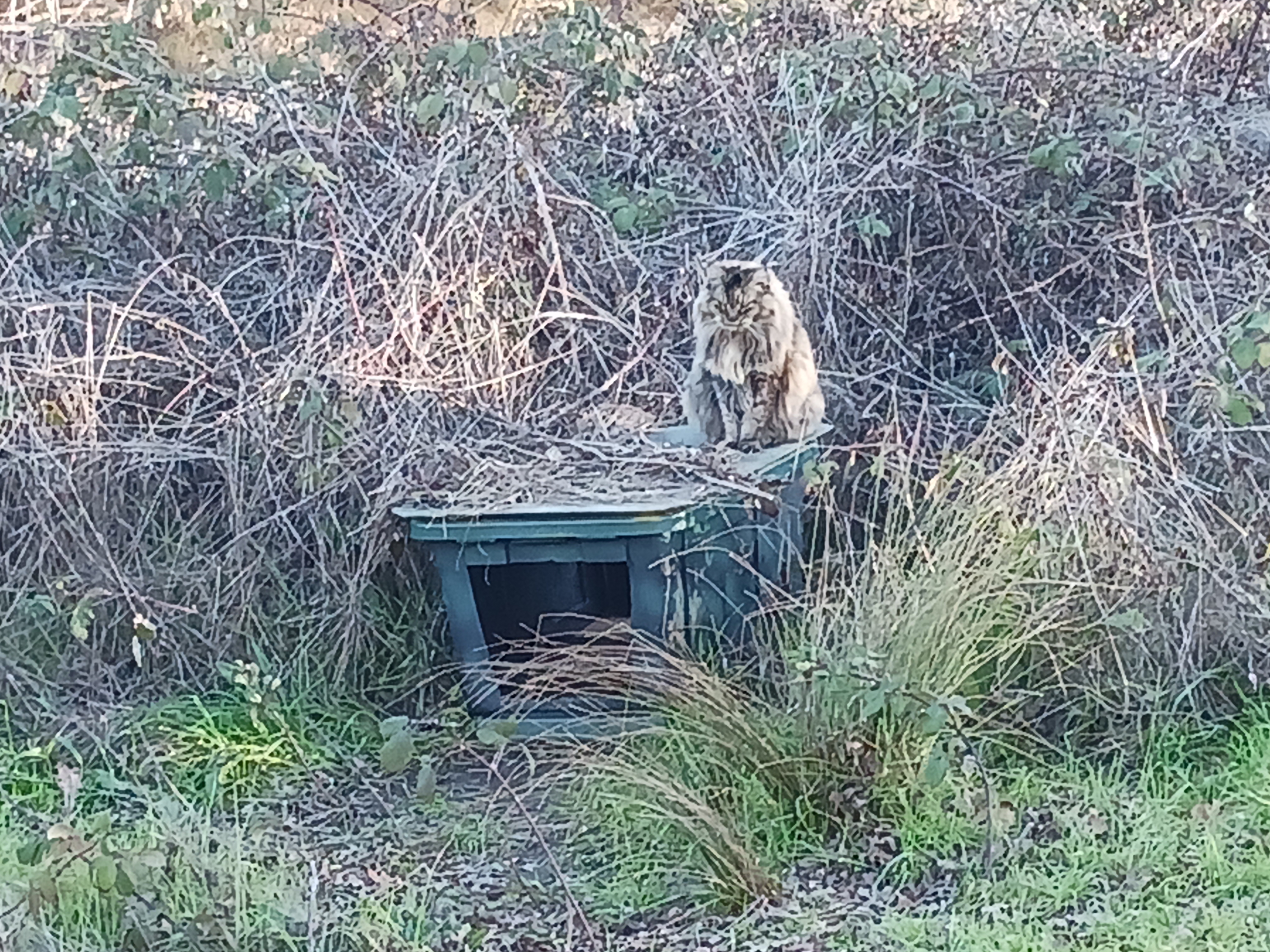 A Scenic Journey on Laguna Creek Trail, Elk Grove, California - January 16th, 2025