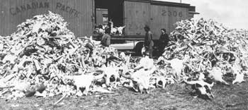 Massive Slaughter Unfolds on the Canadian Side