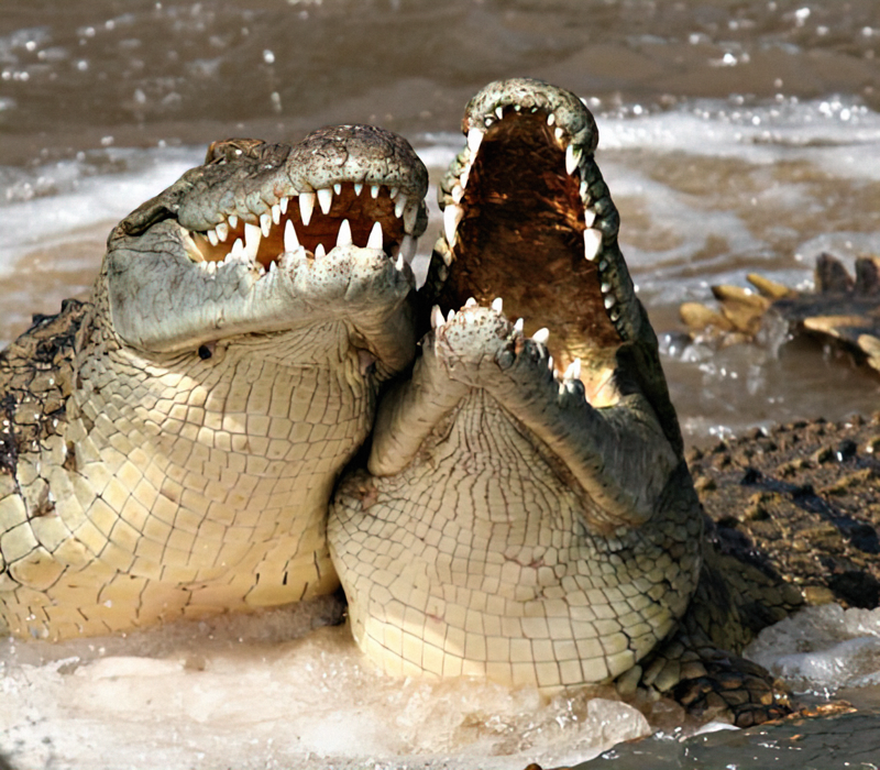 Crocodiles That Will Make You Laugh
