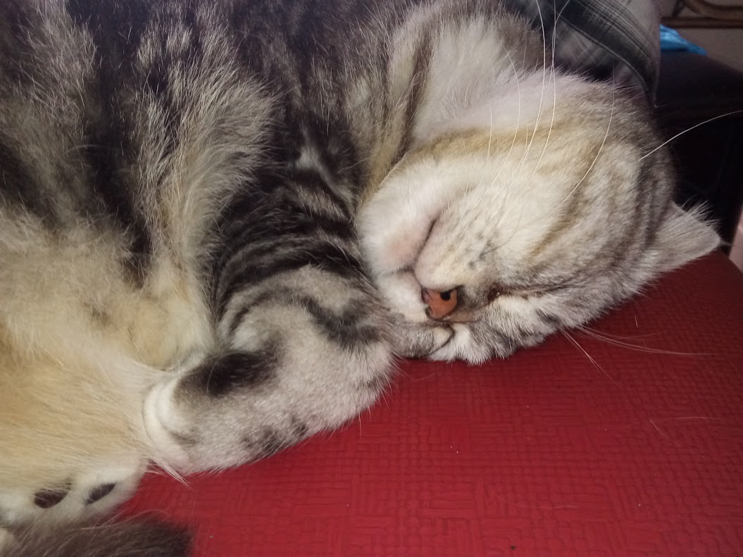 A Cat's Life: The Everyday Adventures