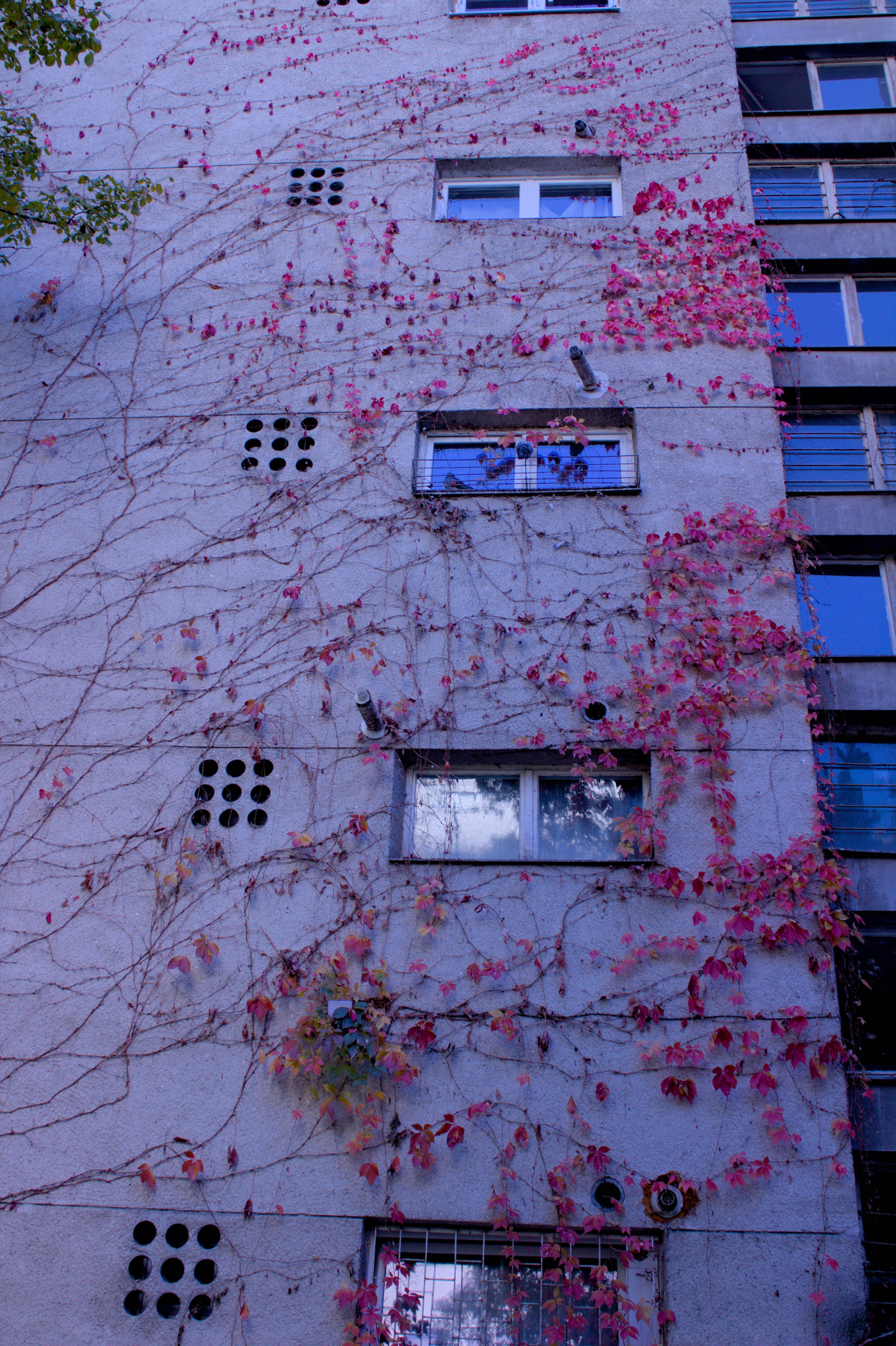Urbanization's Fiery Leaves: Nature Meets City Life