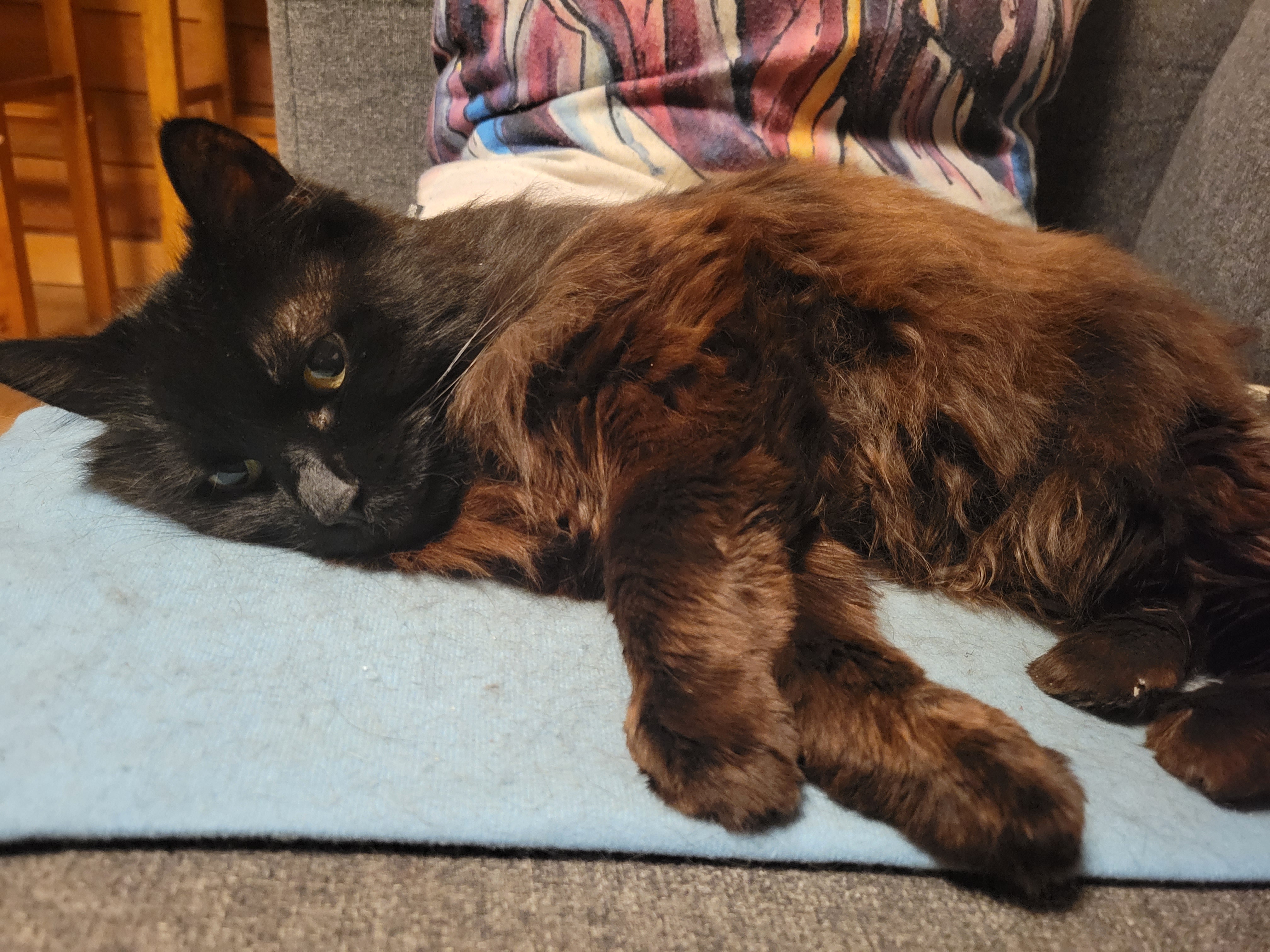 Wishing you a joyful Caturday!